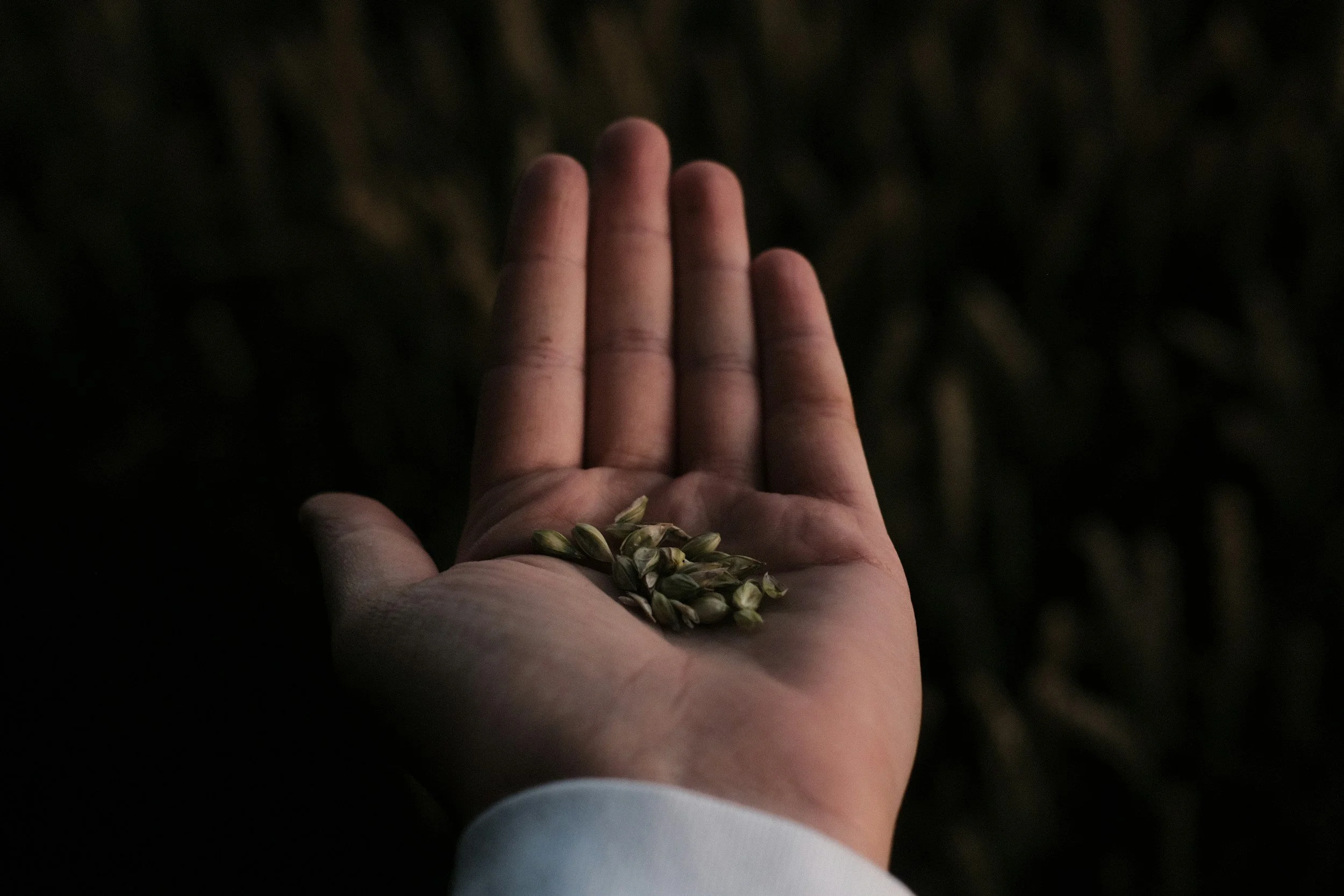 A person's hand holding a small pile of grains or seeds, with a dark background.
