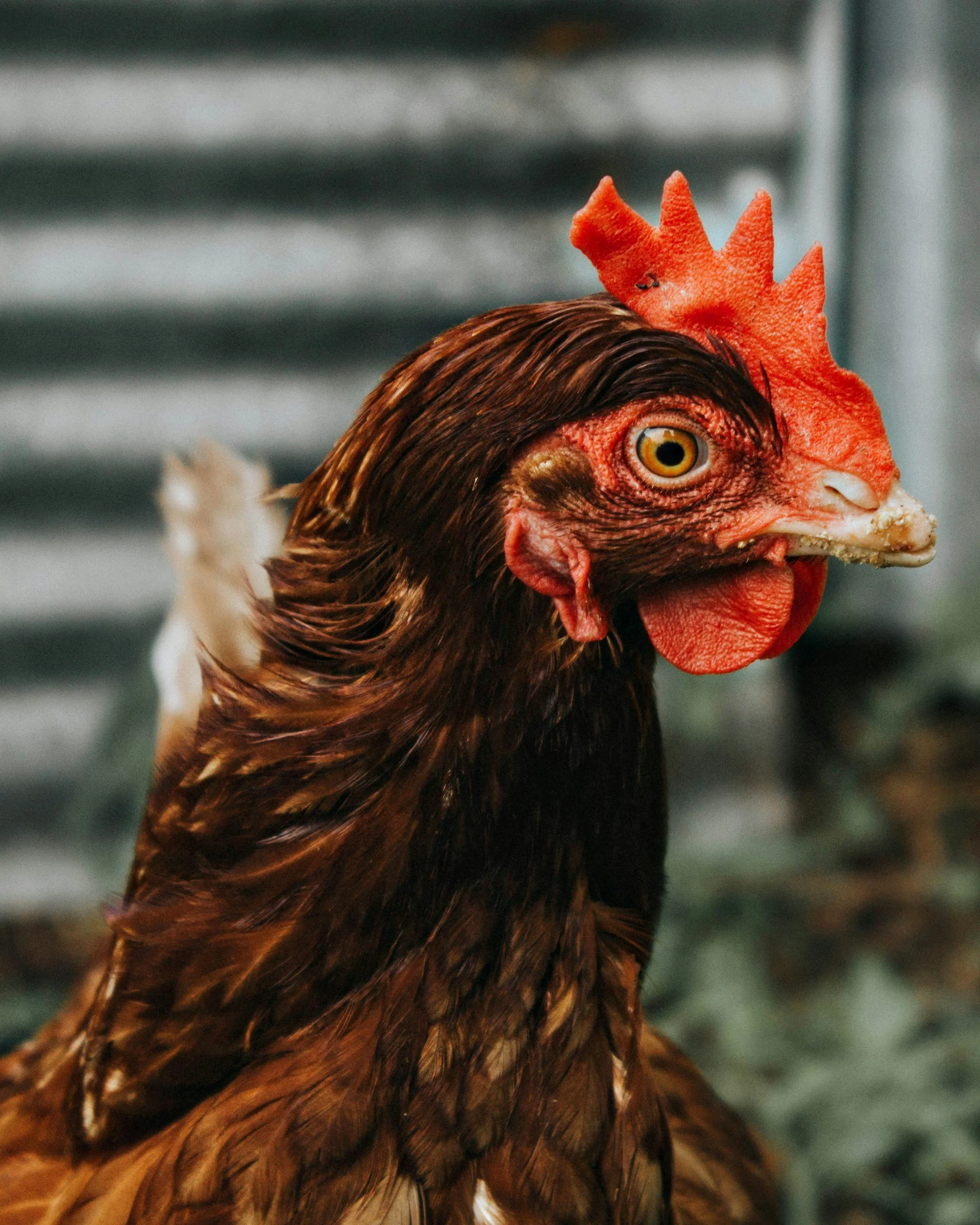 Close-up of a chicken's head showing brown feathers, red comb, and yellow eye.