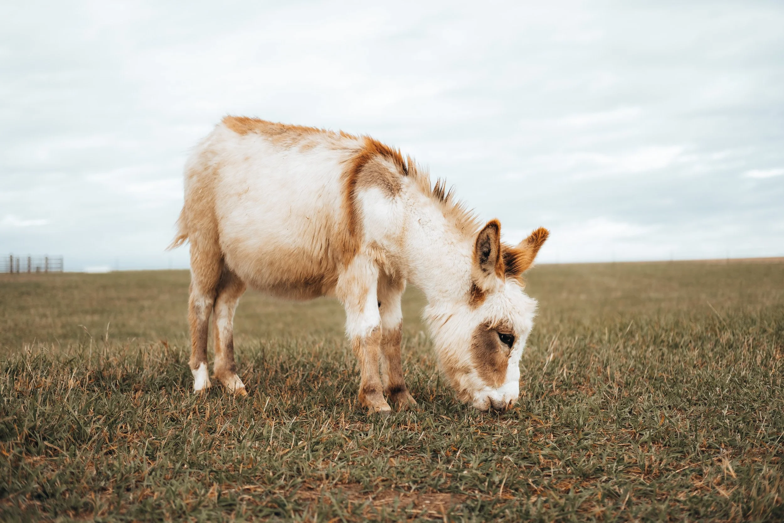 A small, shaggy, white and brown donkey grazing on grass in a field under a cloudy sky.