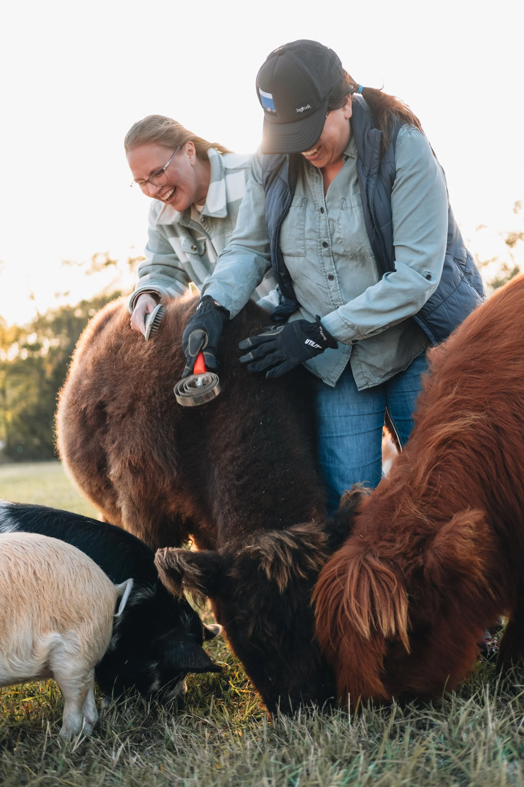 Two women are grooming a black cow while two goats and a brown cow graze nearby outdoors during sunset.