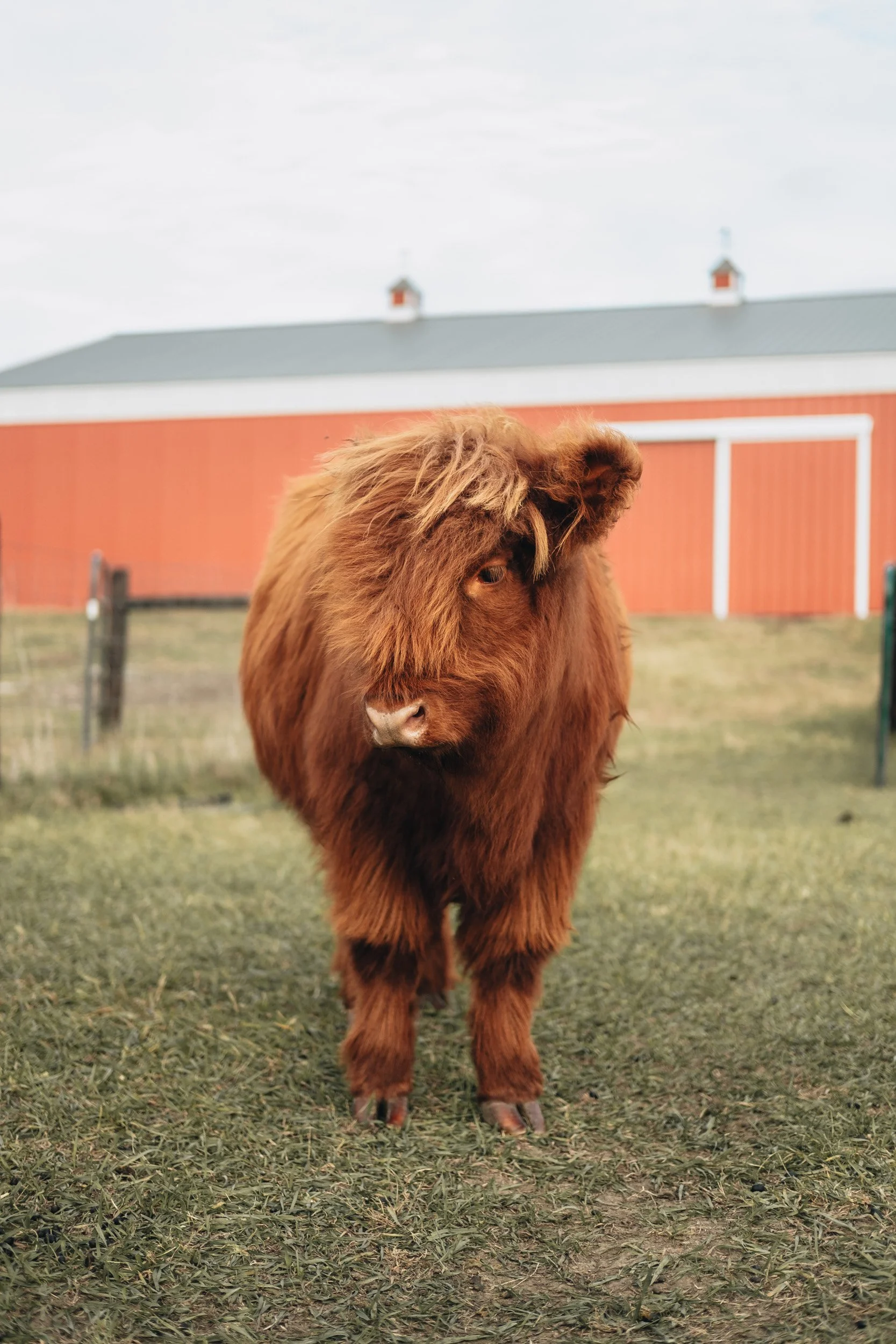A brown Highland cow standing on grassy ground with a red barn in the background.