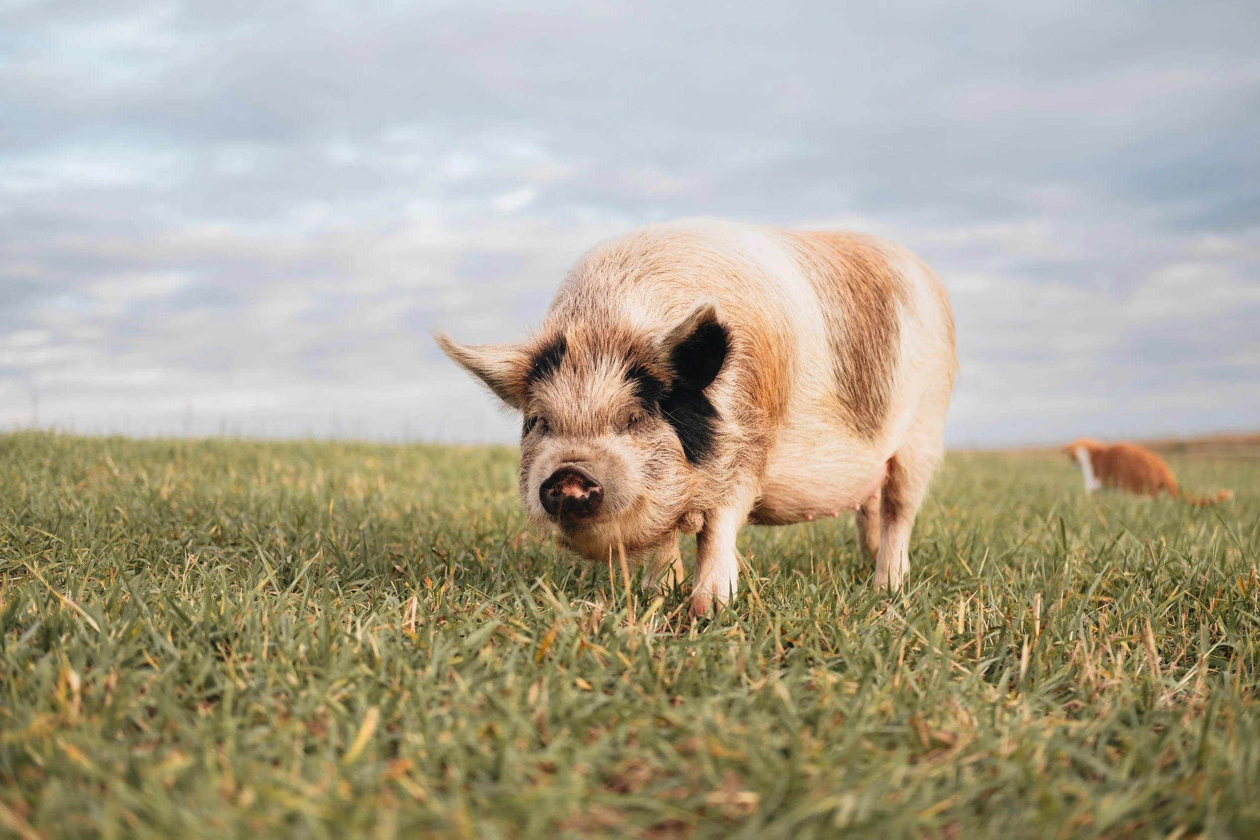 A pig with pink and black fur standing in a grassy field with a cloudy sky.
