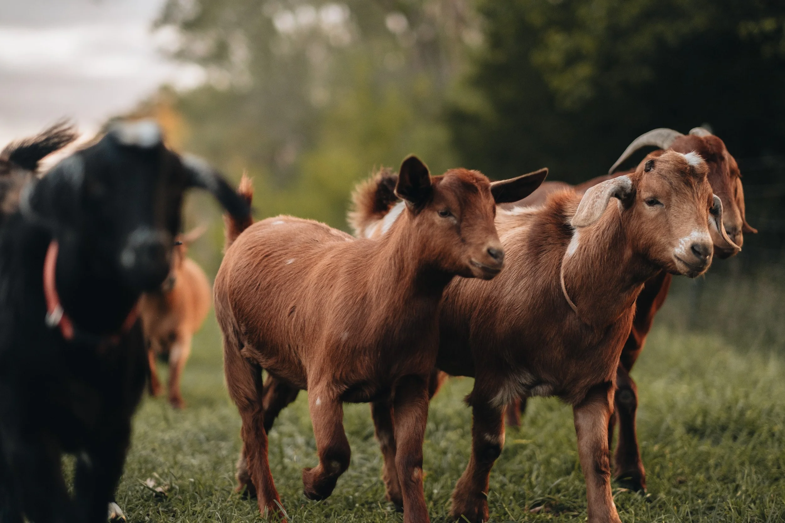 A group of brown and black goats walking on grass outdoors, with a blurred green background.