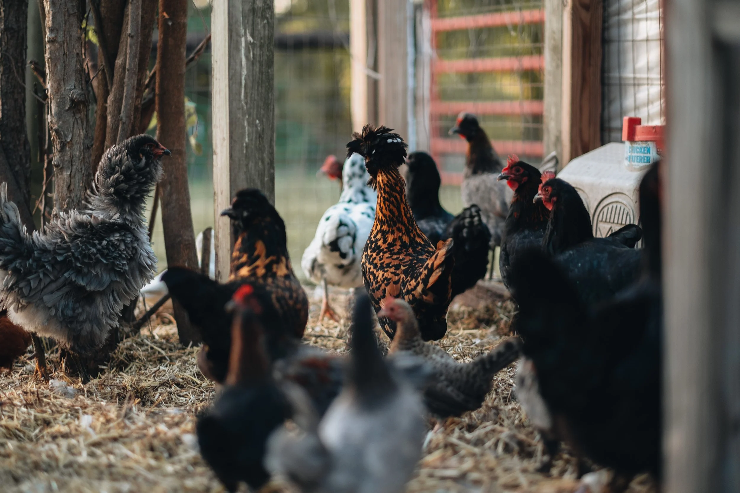 Various chickens inside a wooden and wire enclosure, with straw on the ground and trees in the background.
