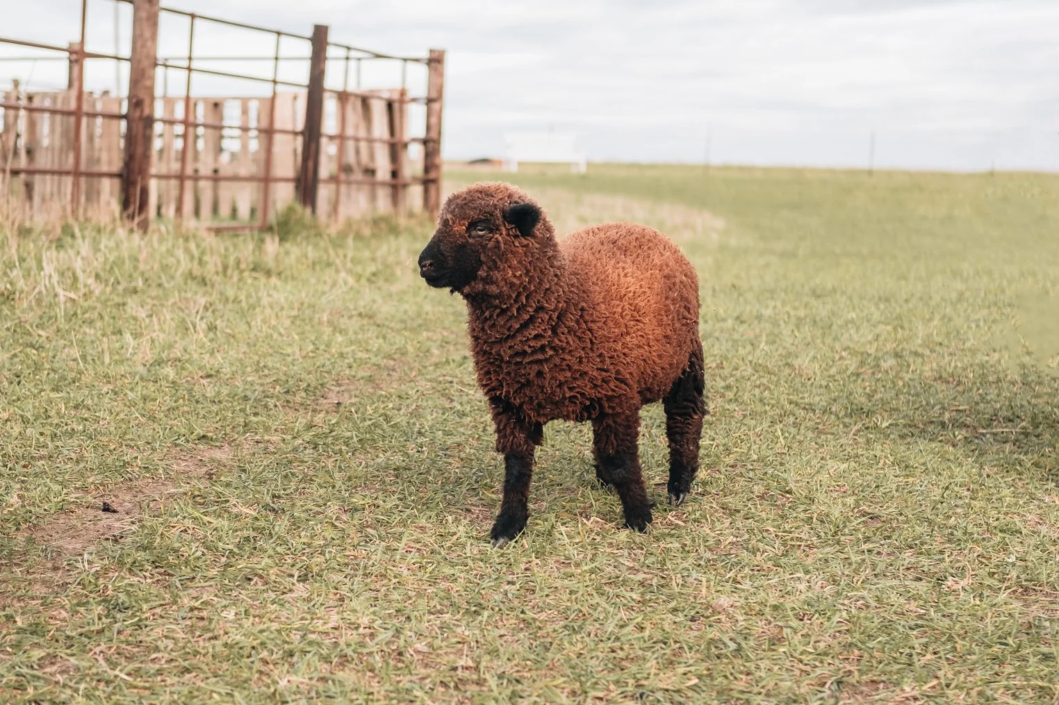 A young brown sheep standing on green grass near a wooden fence on a cloudy day.