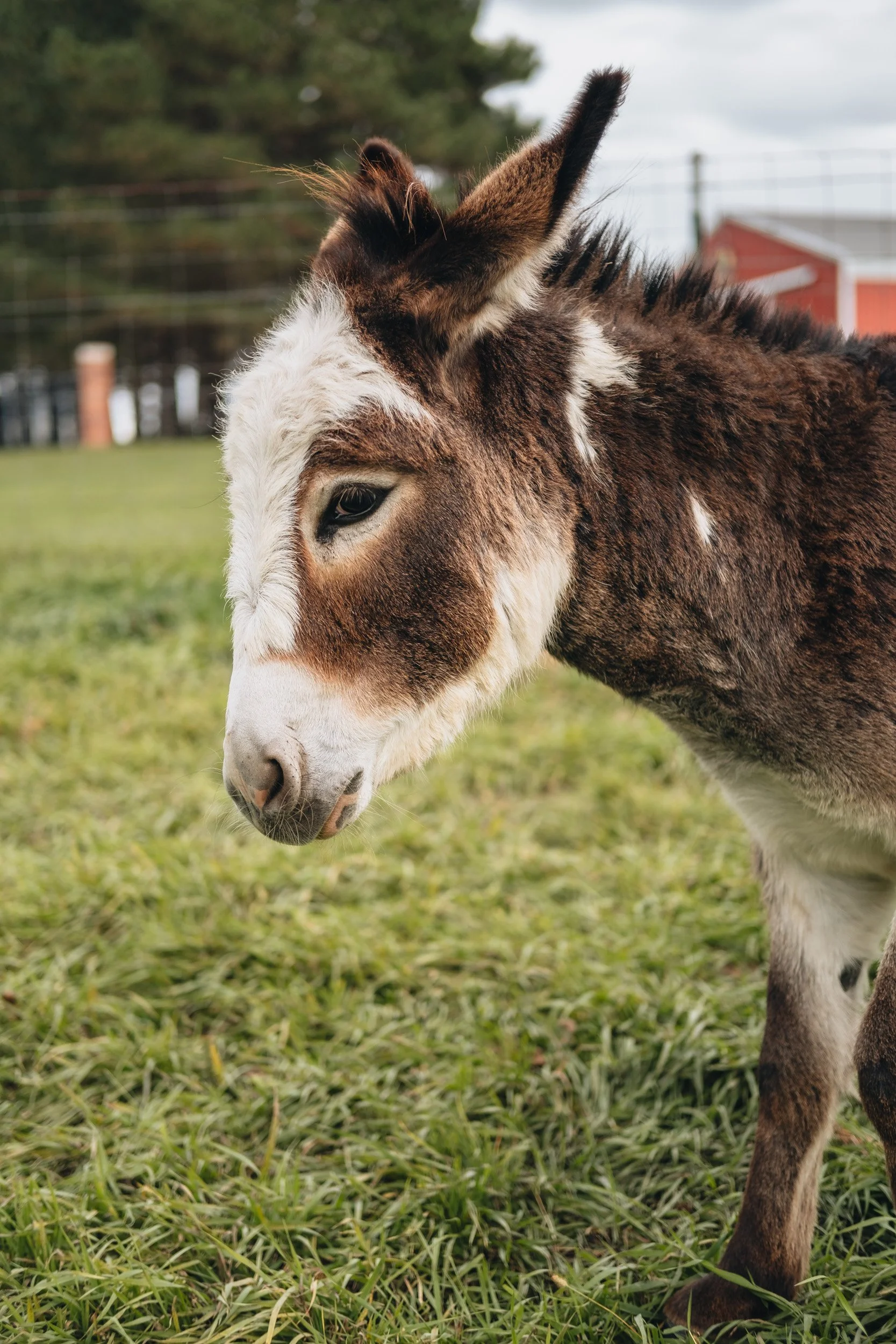 Close-up of a young donkey with brown and white fur, standing on green grass outdoors.