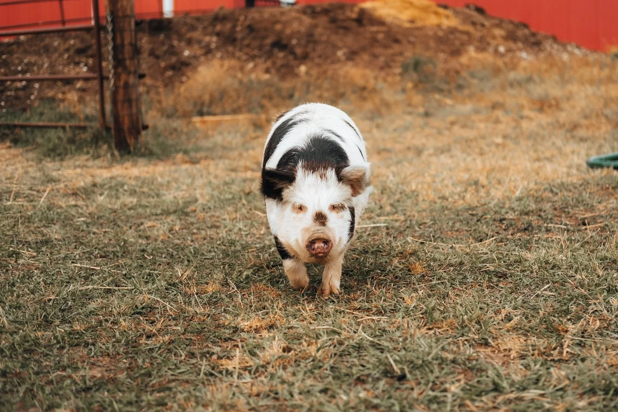 A small pig with a black and white spotted coat walking on grass in a farmyard.