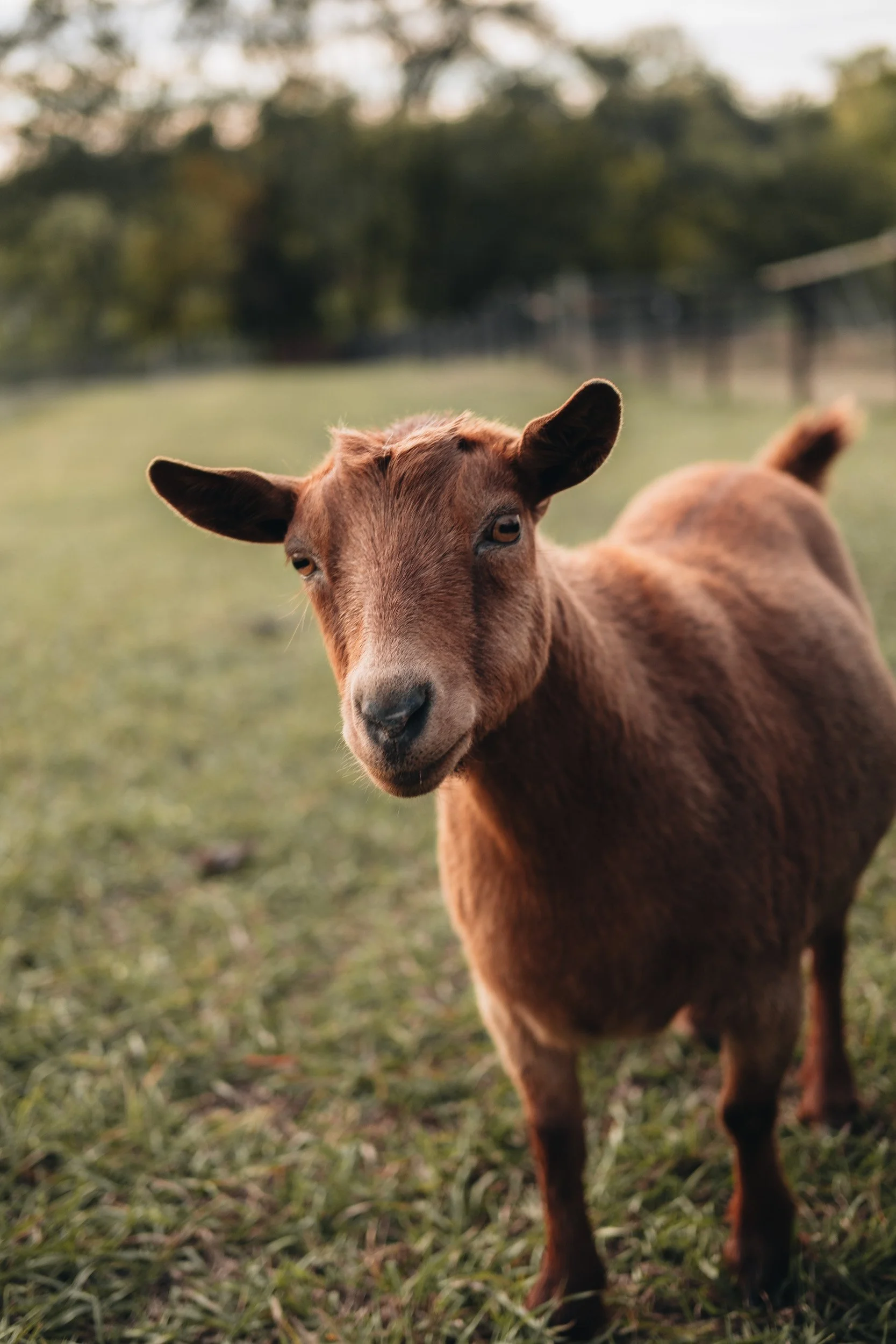 A young brown goat standing on grass in an outdoor field with blurred trees in the background.
