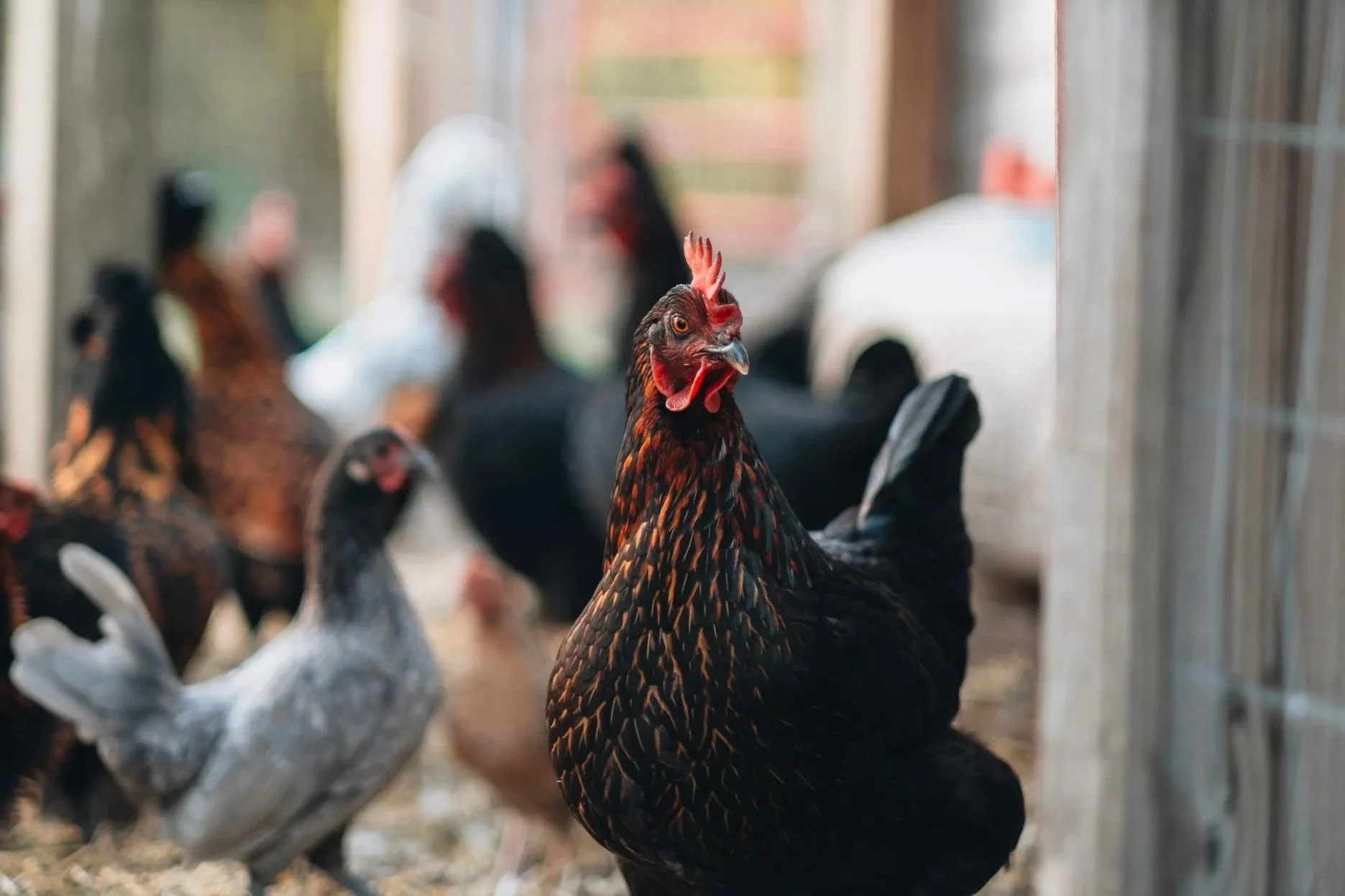 A hen inside a chicken coop with hens in the background.