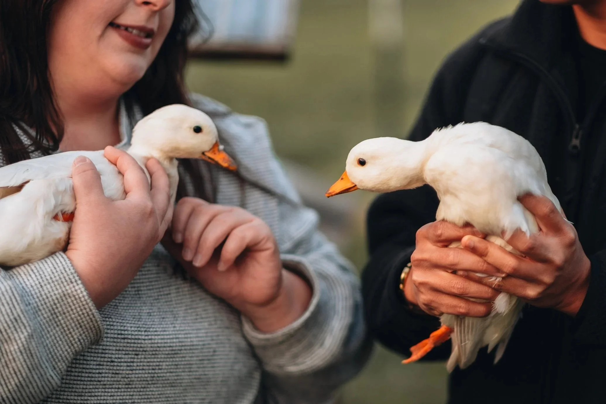 Two women holding white ducklings indoors, close-up