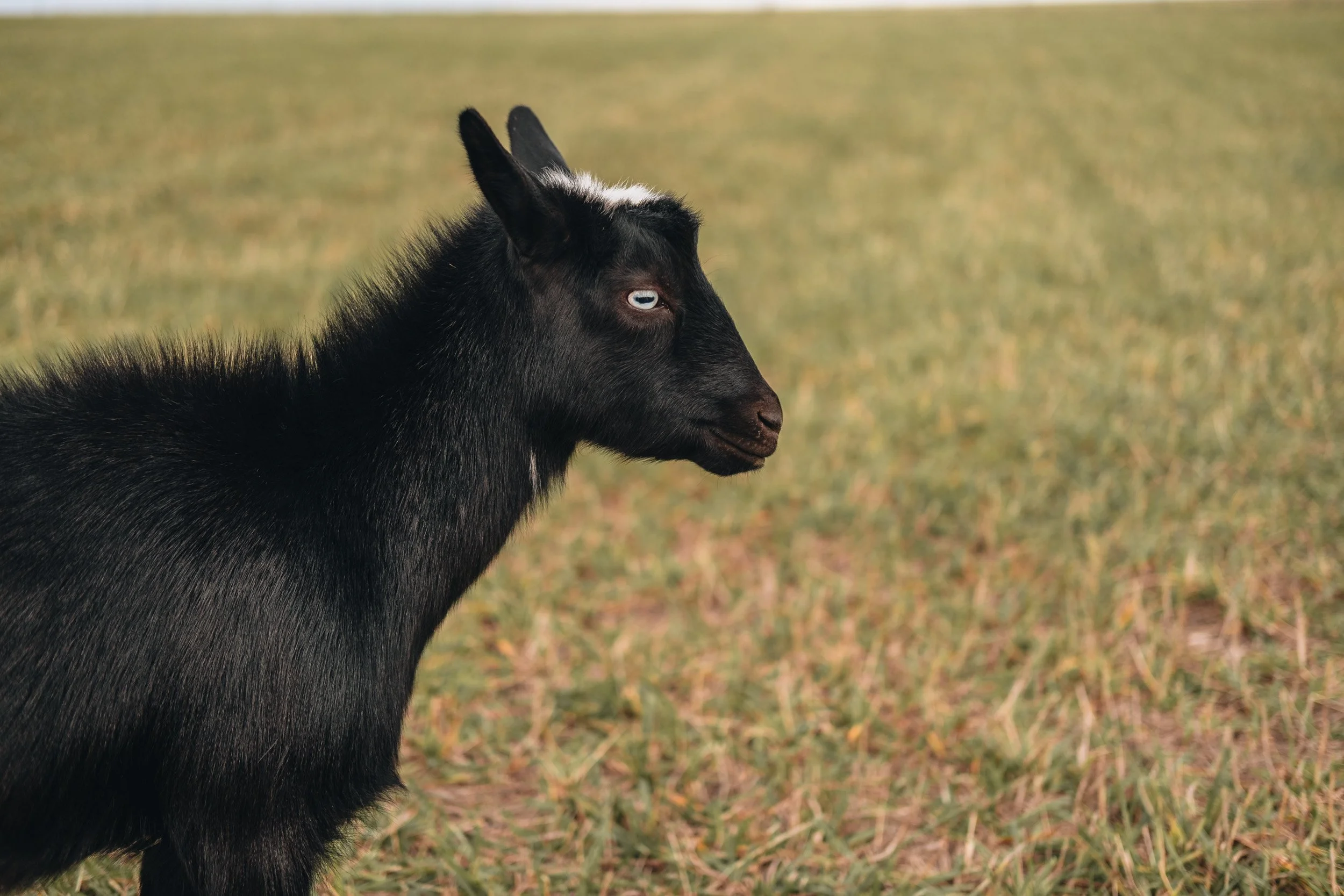 Profile of a black goat with white eye ring standing in a grassy field.