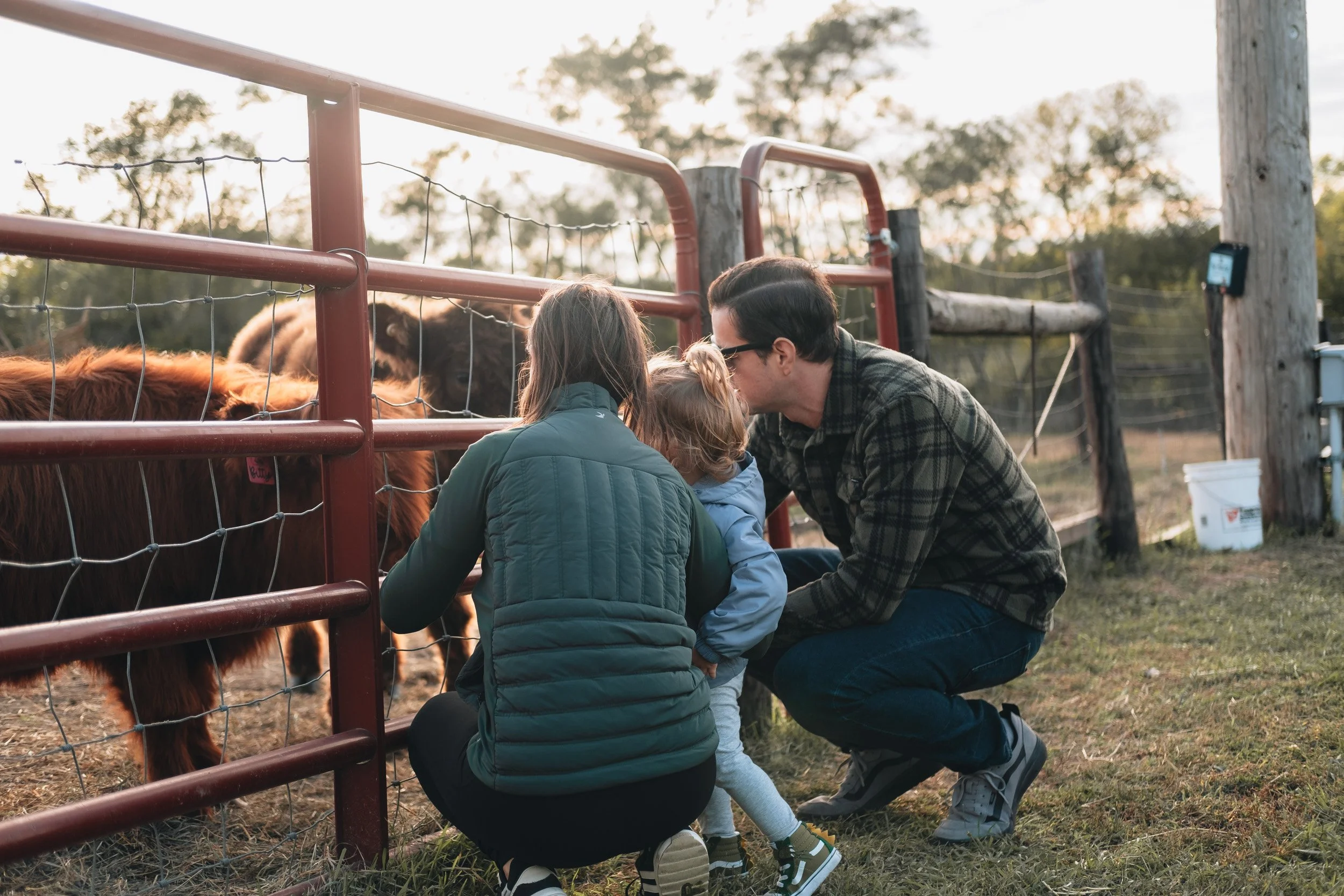 A family of three, including a woman, a man, and a young girl, interacting with cows through a red metal fence at a farm during sunset.