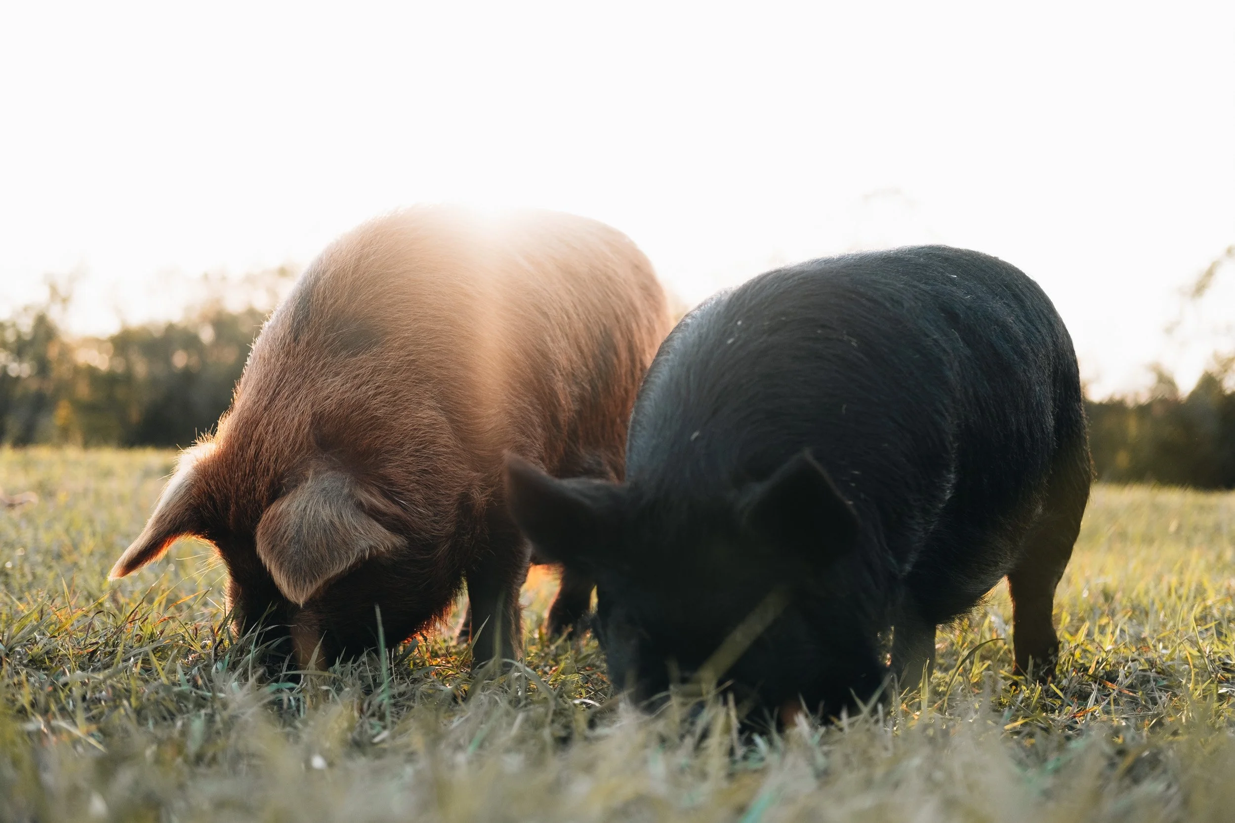 Two pigs, one black and one brown, grazing on grass outdoors with sunlight shining behind them.