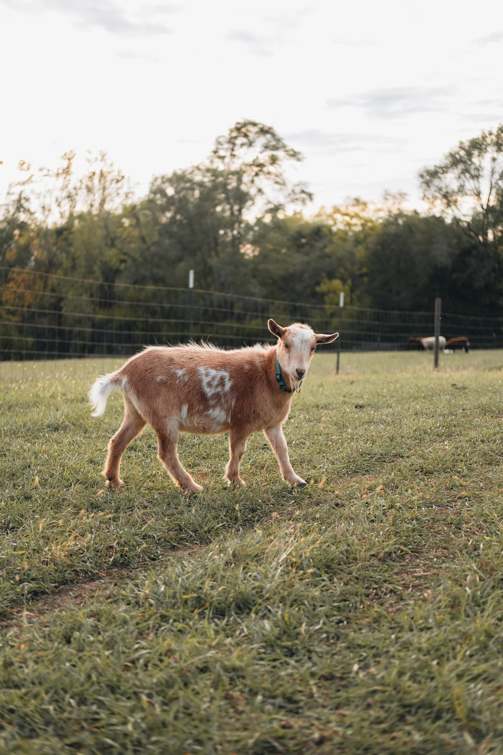 A young goat with light brown and white patches on its coat standing in a grassy field, with a fence and trees in the background under a cloudy sky.