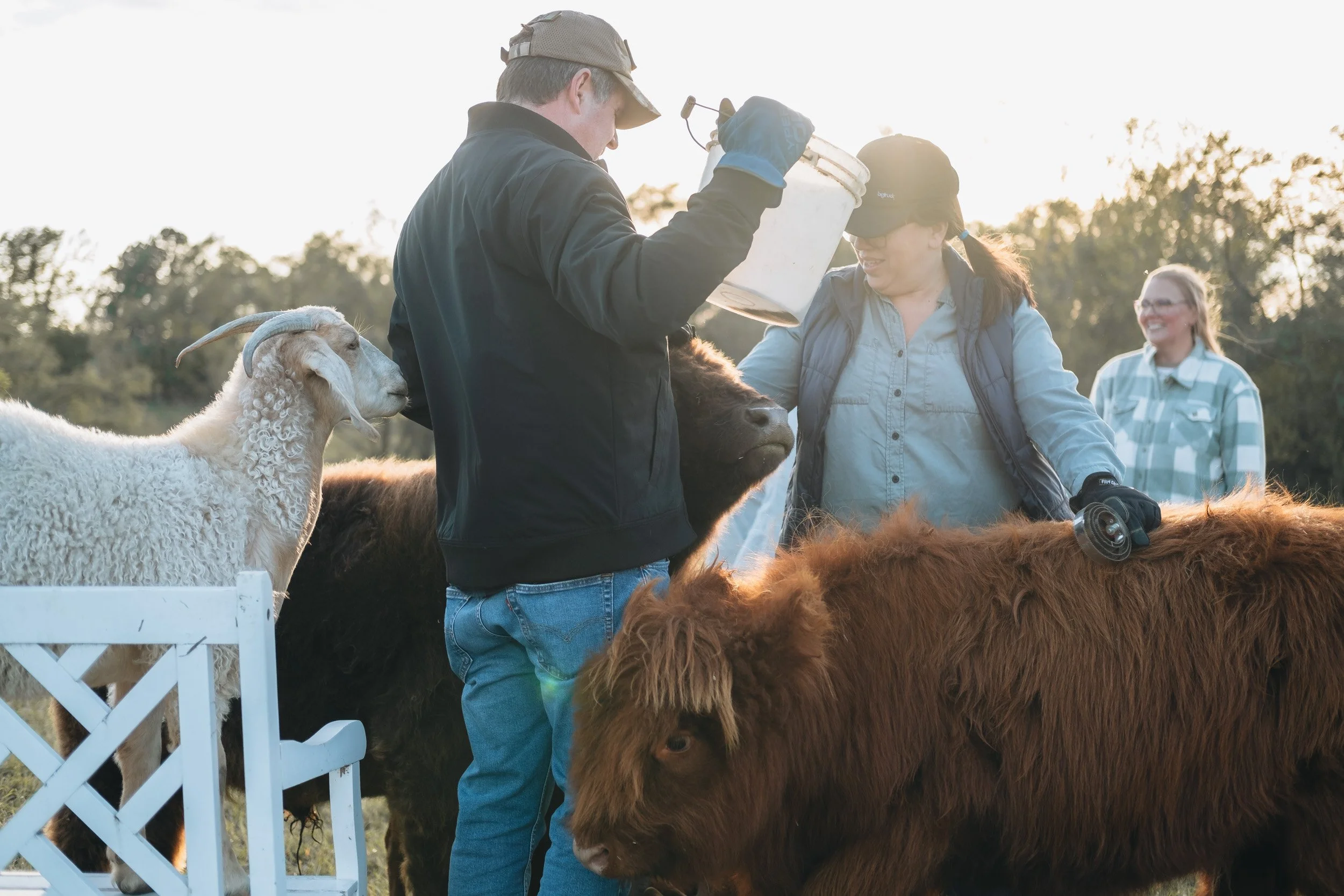 People grooming and caring for cows outdoors during sunset, with trees in the background.