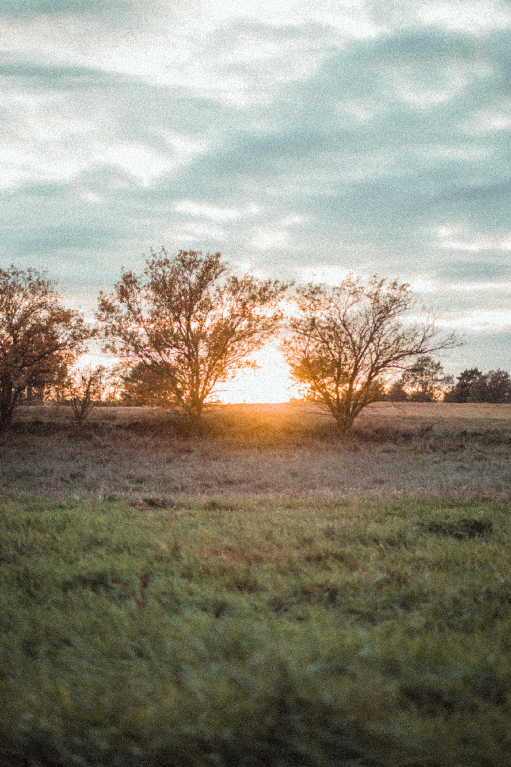 A landscape with trees on a hill and sunset in the background.