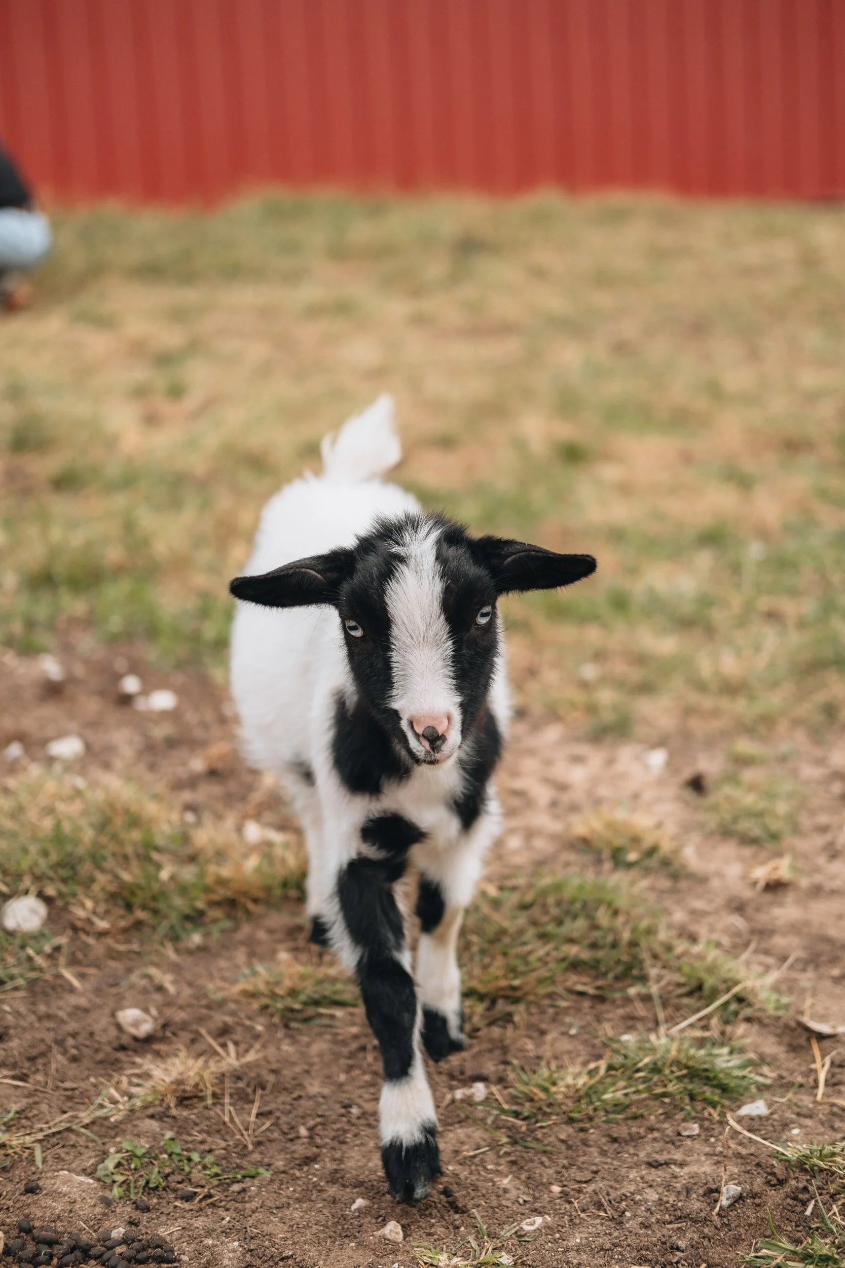 A black and white baby goat walking towards the camera on a dirt patch with grass and a red fence in the background.
