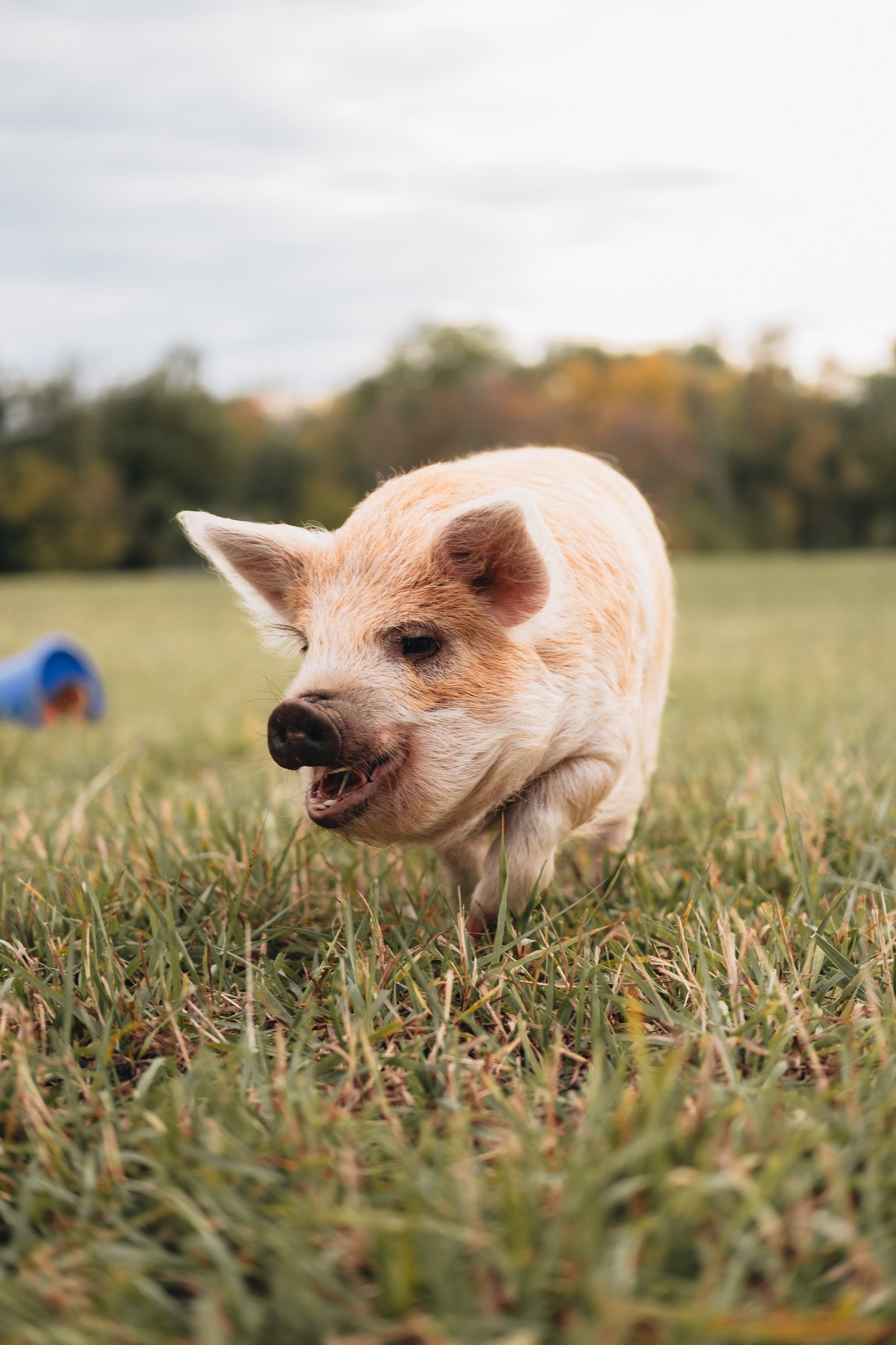 A small piglet with pink and white fur running through grass, with a blue and orange toy in the background on a cloudy day