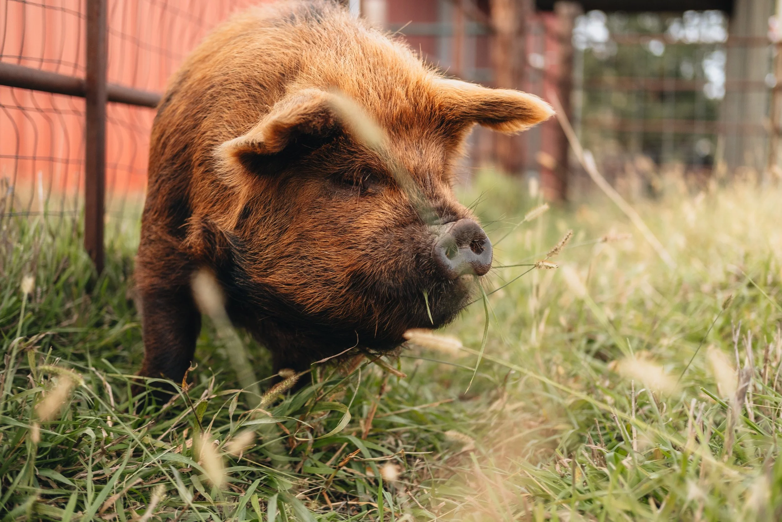 A pig with brown and black fur walking in a grassy area, surrounded by a wire fence.