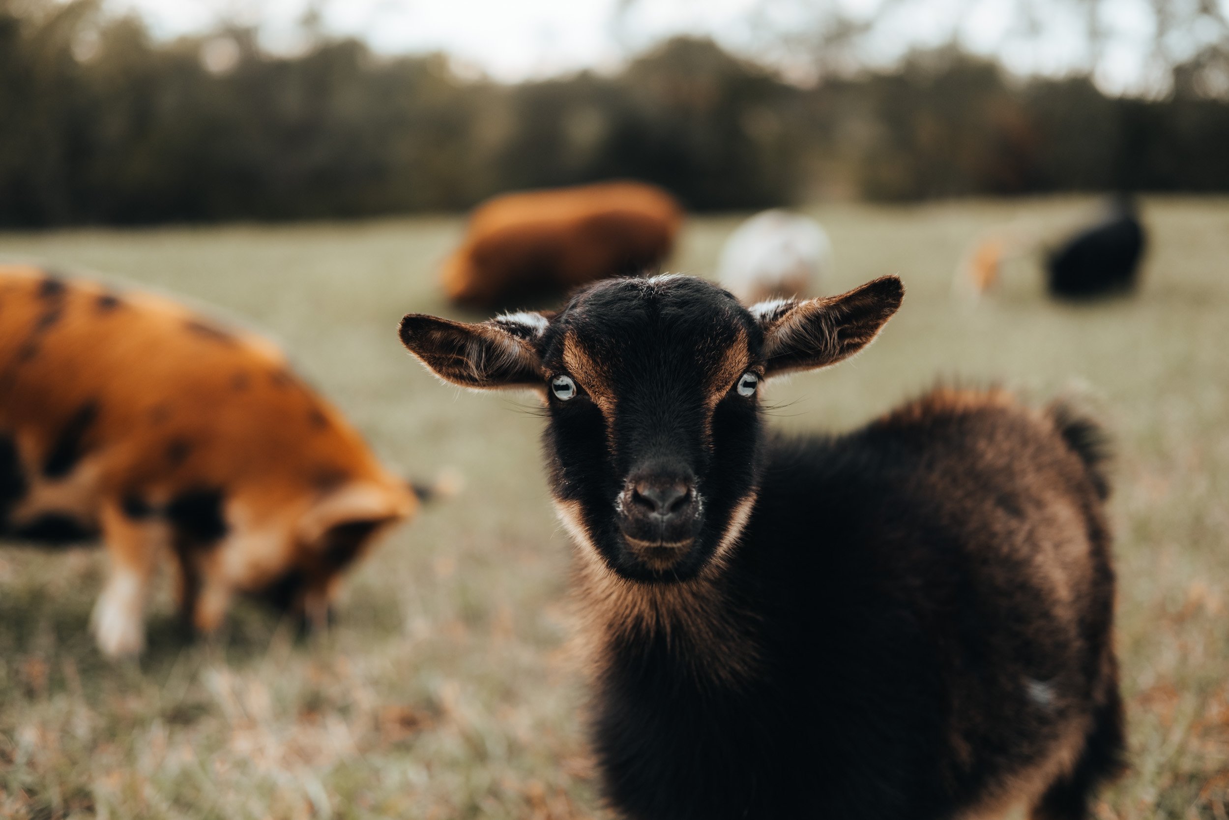 A black and brown goat looking directly at the camera on a grassy field, with other goats grazing in the background.