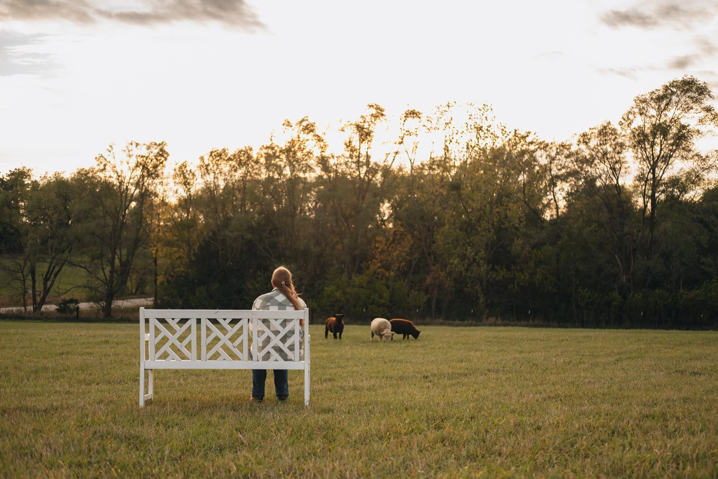 A person sitting on a white bench in a grassy field, gazing at sheep grazing with a backdrop of trees and a sunset sky.