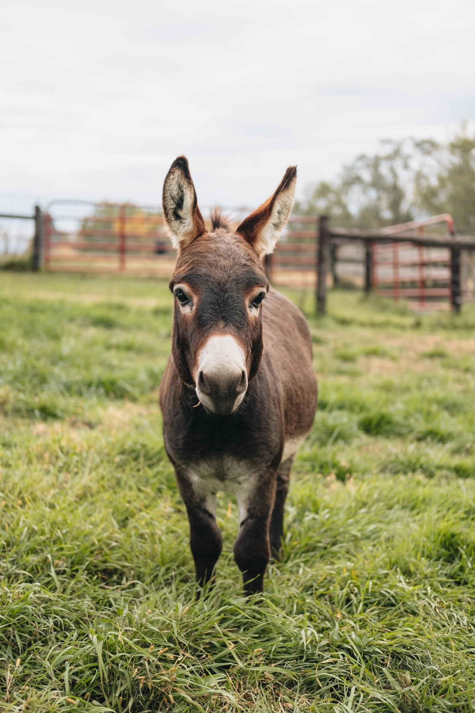 A young donkey standing on green grass fields with a fence and cloudy sky in the background.