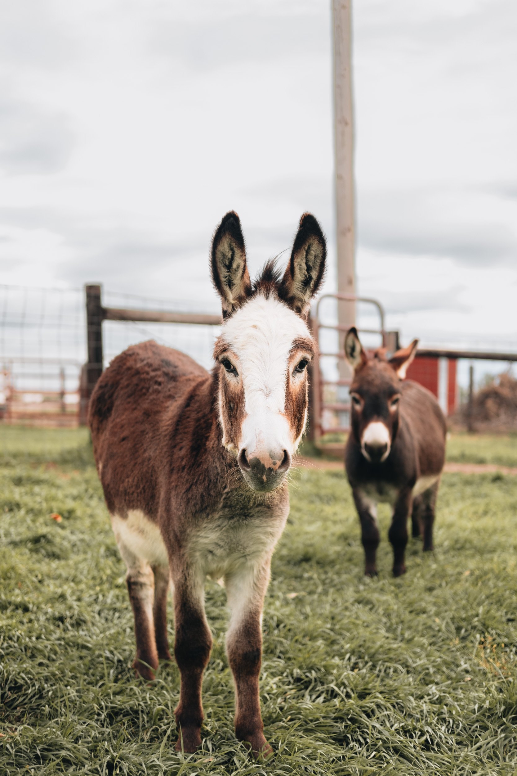 A close-up of a donkey with a white face and brown fur, standing on grass with a fenced enclosure in the background. A second donkey is visible behind it.