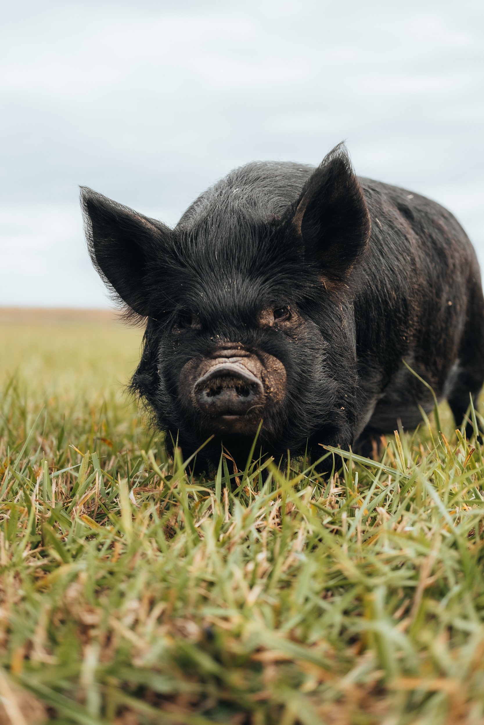 A black pig standing in a grassy field.