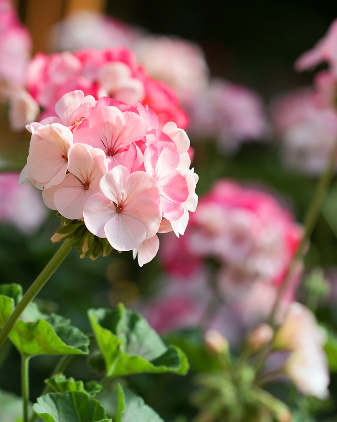 Rose Geranium Essential Oil: Balancing and restorative. Rose geranium regulates sebum production, soothes inflammation, and promotes an even, healthy complexion — particularly effective for combination and sensitive skin.