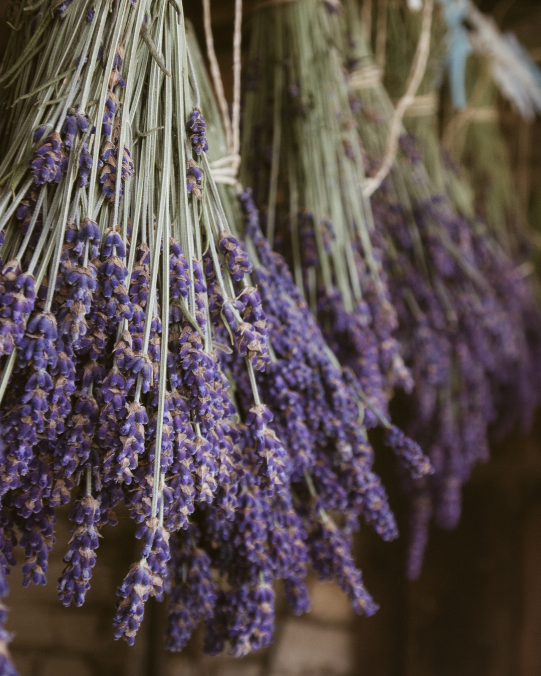 Lavender Essential Oil: One of the most versatile botanicals in skincare. Lavender oil soothes irritated and inflamed skin, promotes healing, reduces the appearance of blemishes, and its calming properties extend beyond the skin — making it as benefi