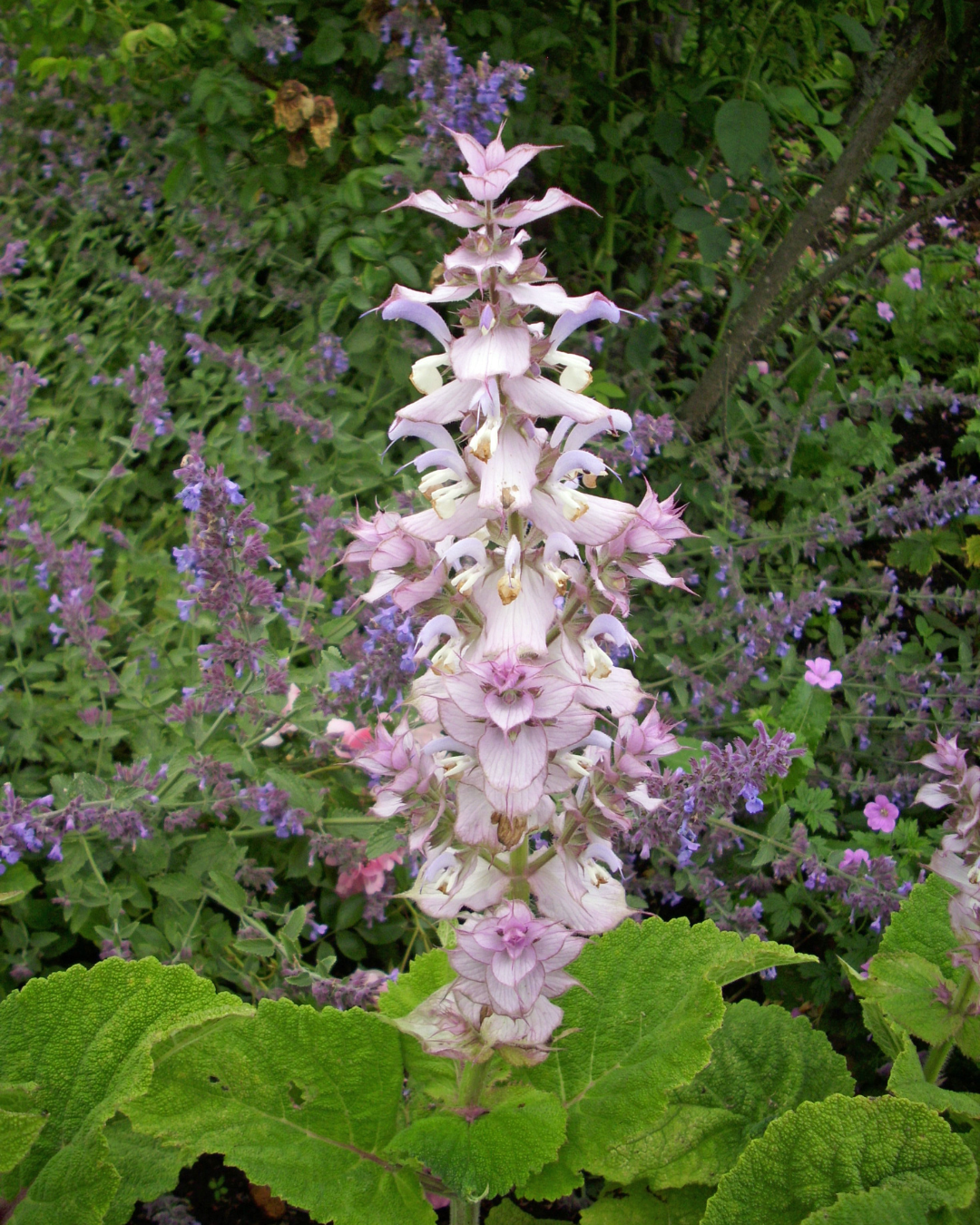 Clary Sage Oil: Clarifying and calming. Clary sage reduces excess oil, soothes irritated skin, and has natural antimicrobial properties that help keep the skin clear and balanced.