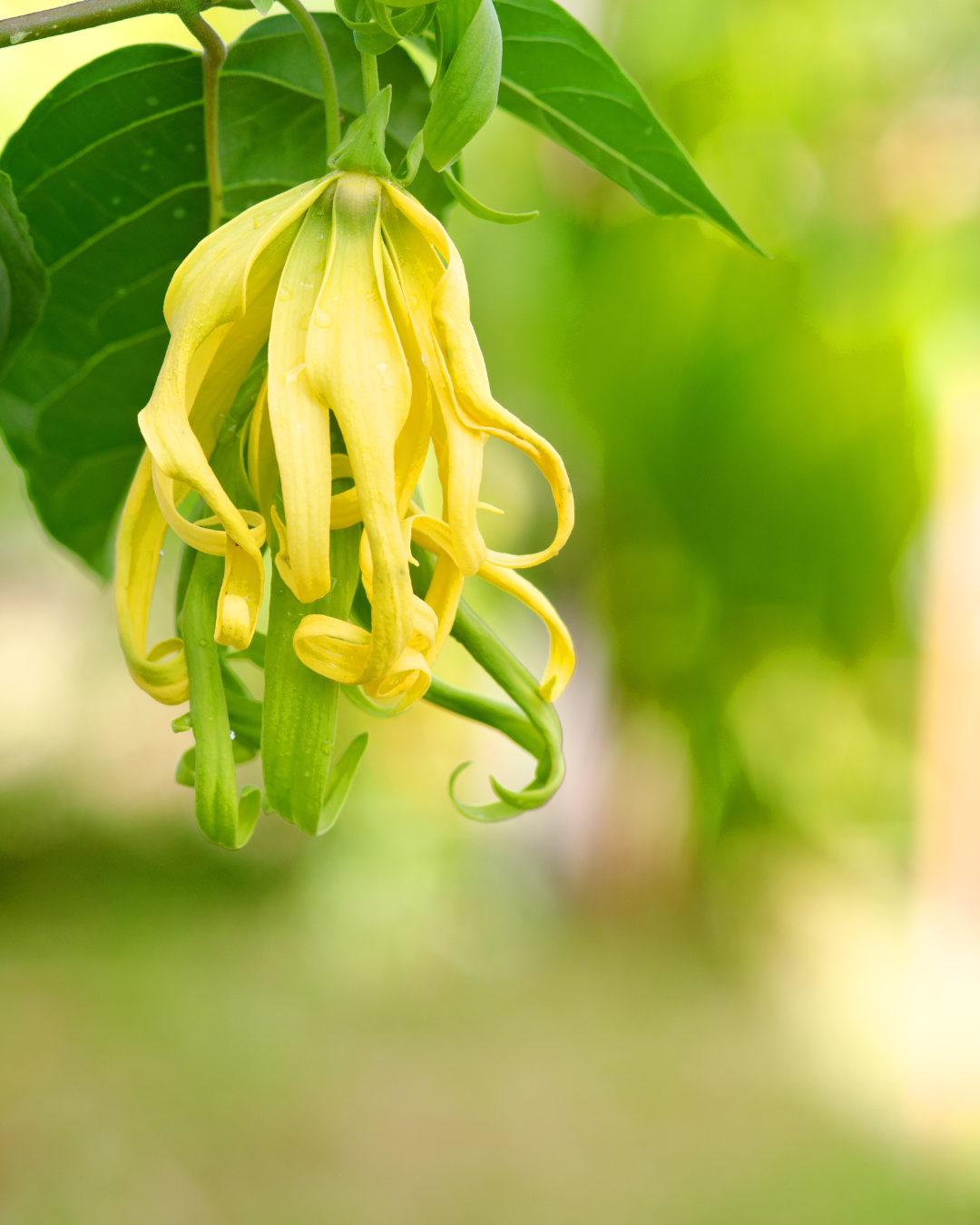 Ylang Ylang Essential Oil: A natural skin and hair conditioner. Ylang ylang preserves moisture, heals acne, fosters hair growth, and its antimicrobial properties calm irritation and redness.