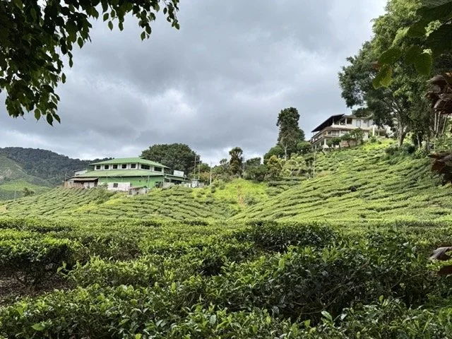 Cameron Highlands, Malaysia