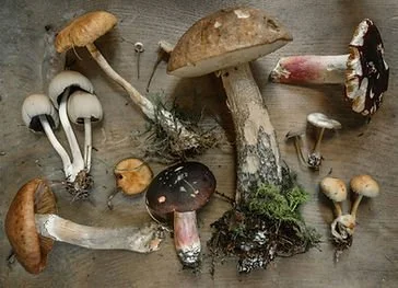 All About Mushrooms Workshop with The Sustainable Living Center 