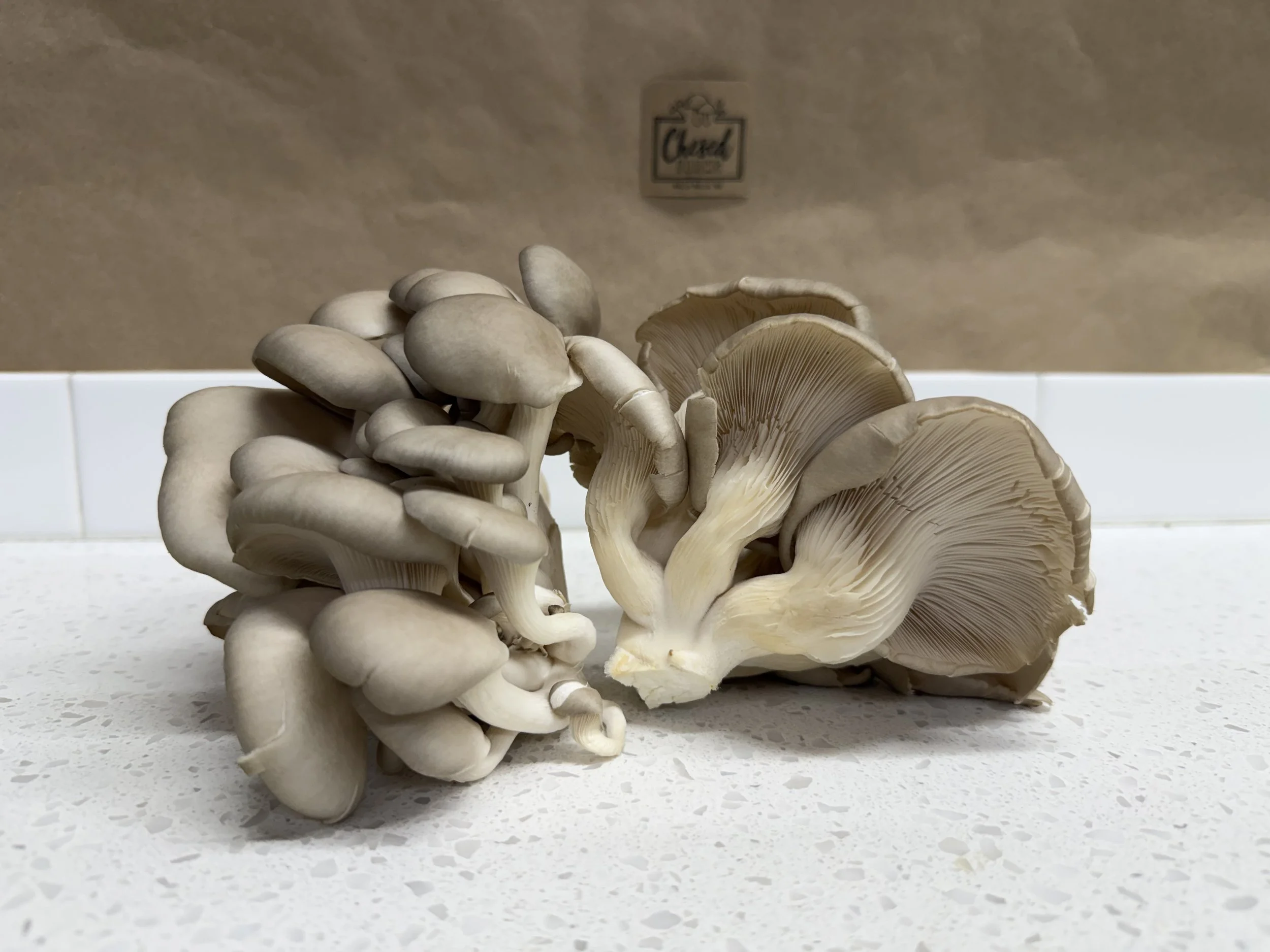 A cluster of fresh, white mushrooms on a white countertop with a brown paper background.