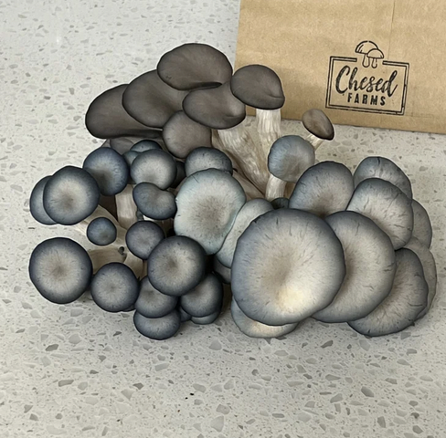A cluster of blue mushrooms with some brown mushrooms in the background, placed on a gray speckled surface with a brown paper bag labeled 'Chezed Farms' in the background.