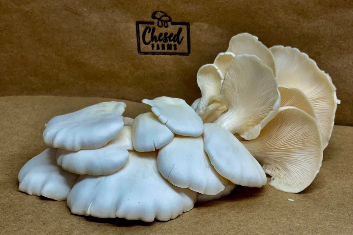 A cluster of white mushroom fungi on a cardboard surface with a Chickadee Farms logo in the background.