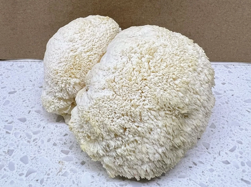 Two large, textured, cream-colored corals or fungi placed on a white speckled surface against a beige background.