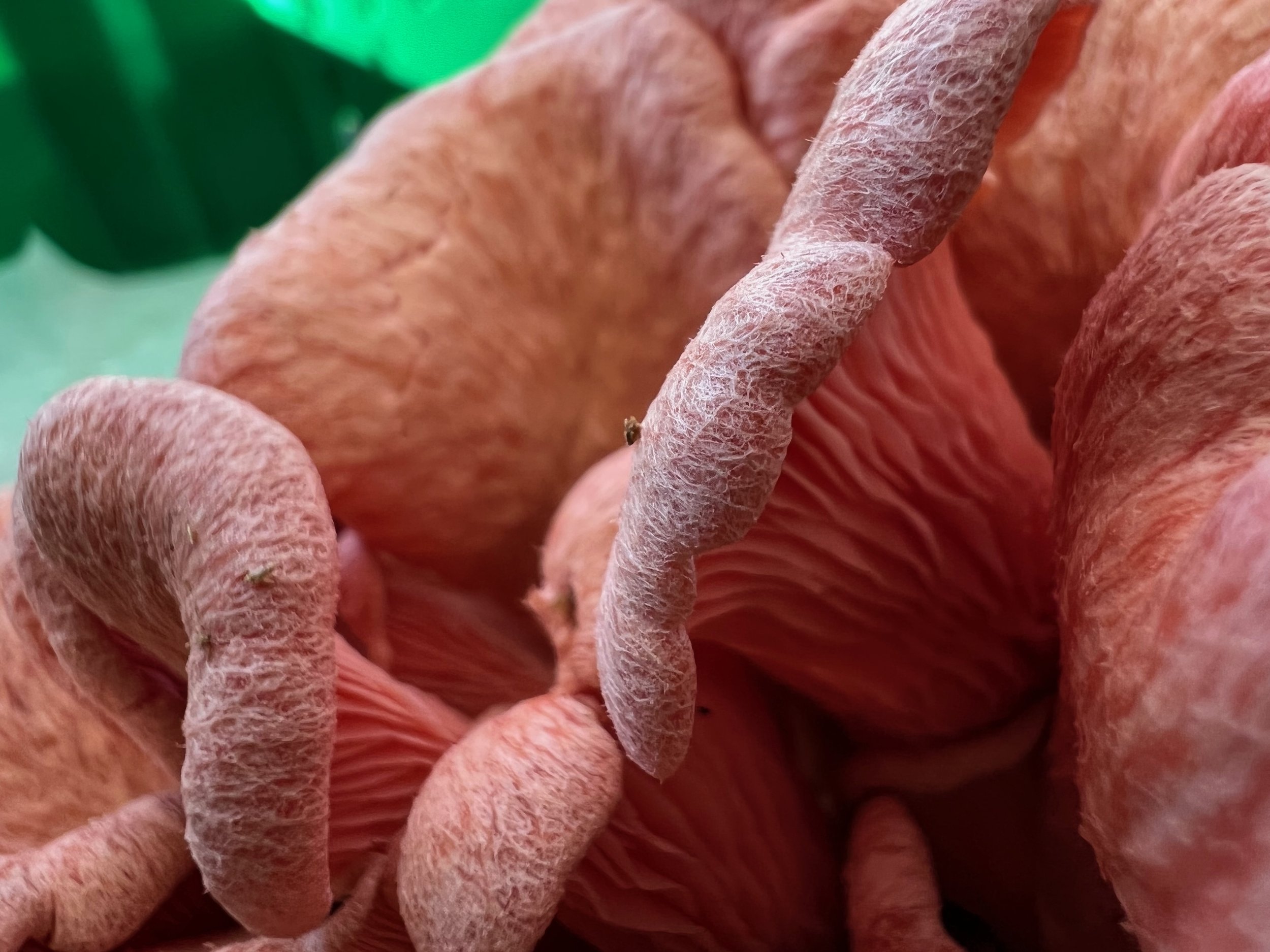 Close-up of mushroom gills with a dark background.
