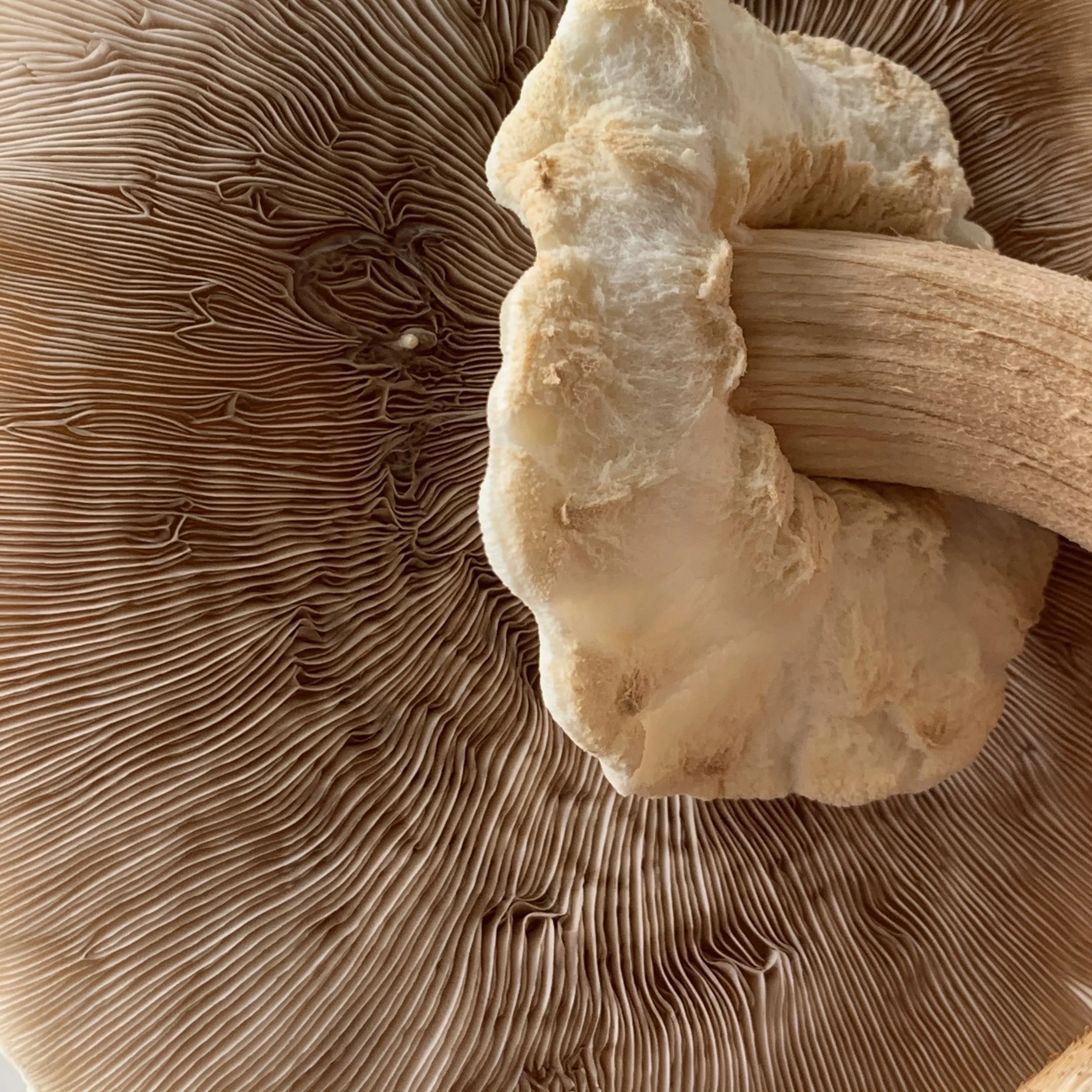 A green plastic crate filled with fresh brown and beige mushrooms, including shiitake.