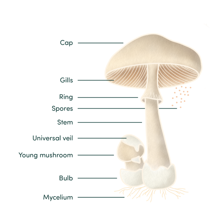 Diagram of a mushroom with labeled parts including cap, gills, ring, spores, stem, universal veil, young mushroom, bulb, and mycelium.