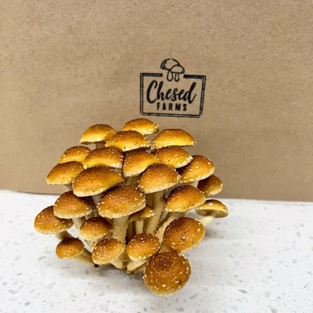 Cluster of fresh mushrooms in front of a brown box with 'Chesed Farms' logo printed on it.