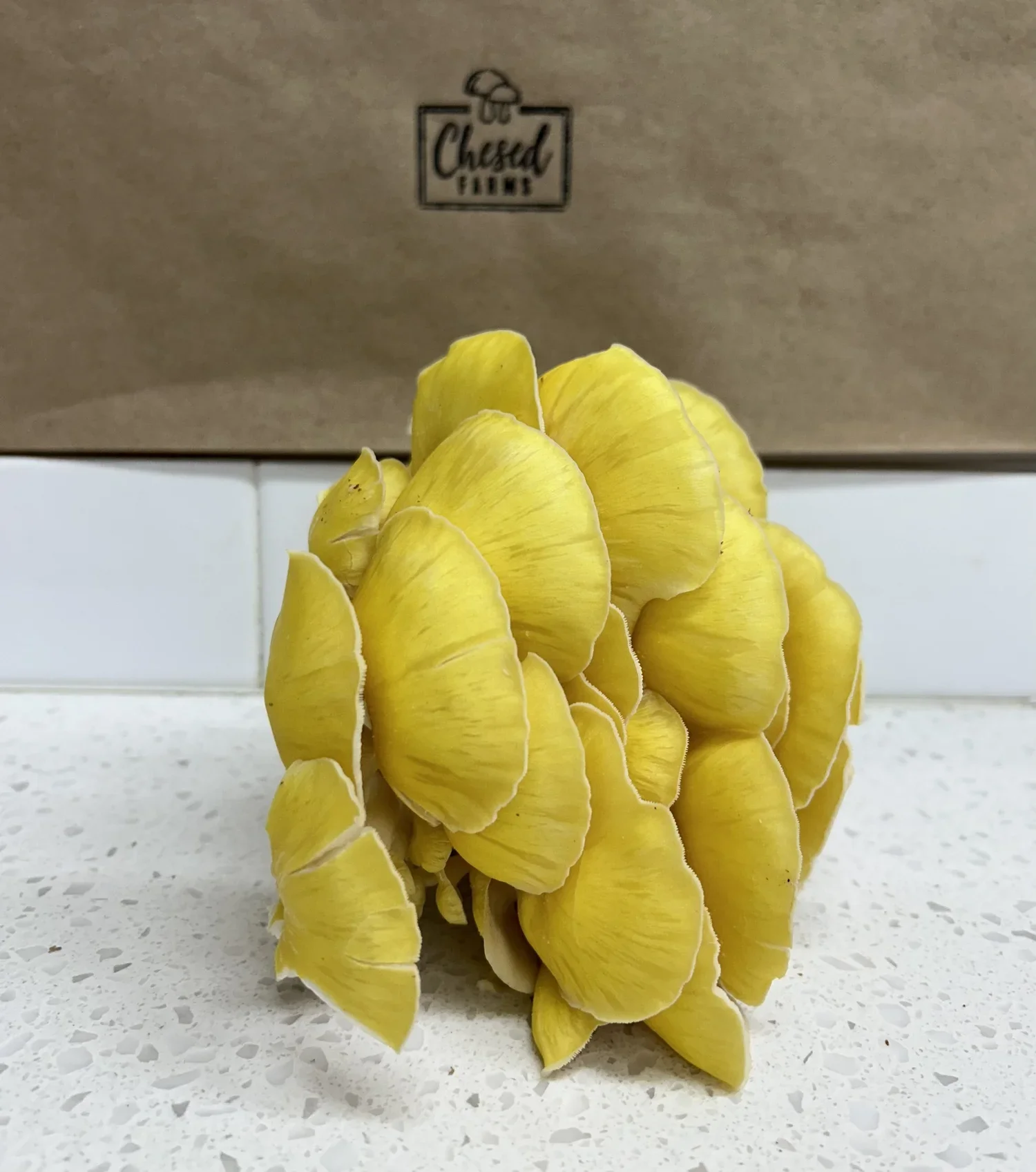 Yellow mushroom cluster on a speckled white surface with brown Chased Films box in the background.