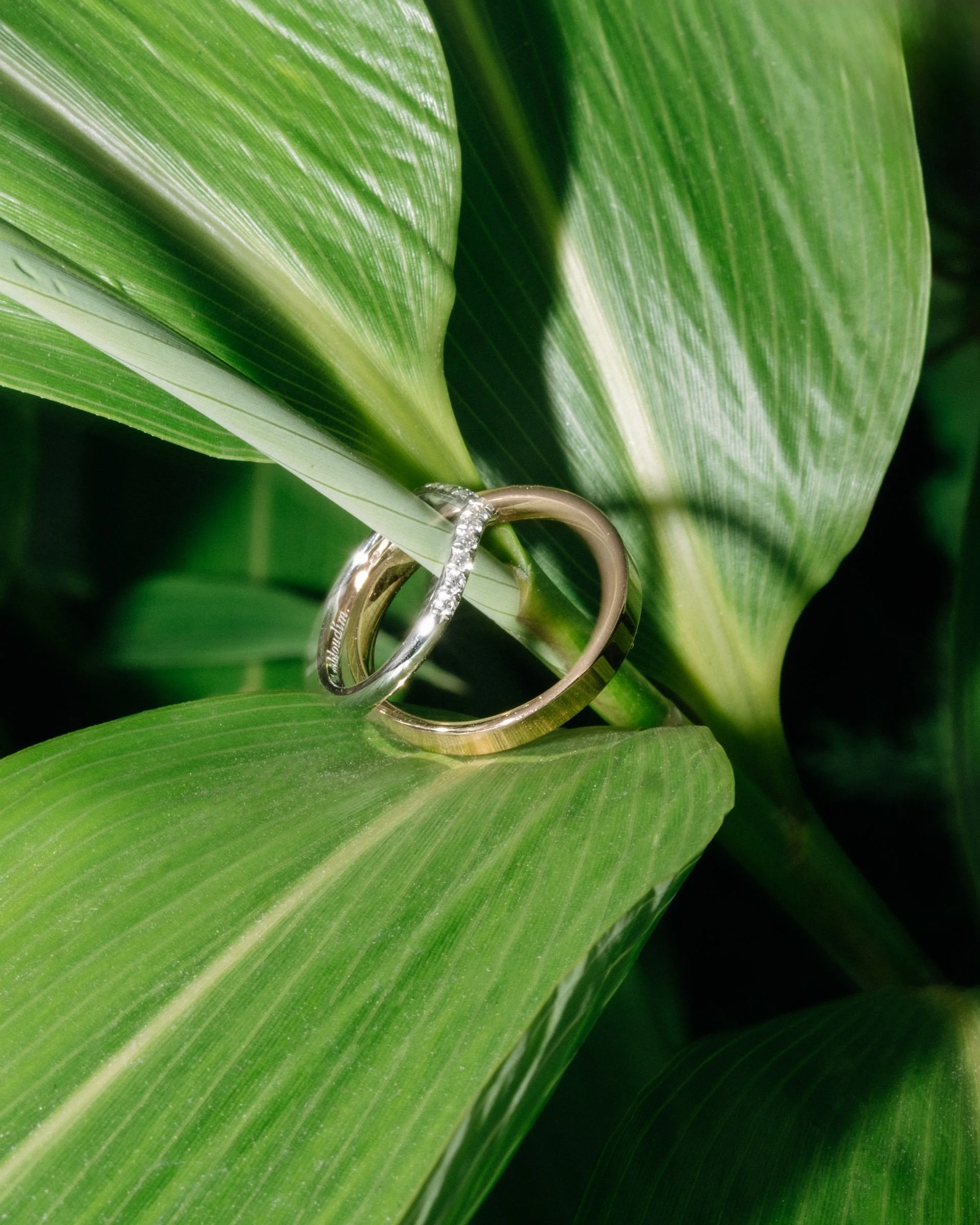 Detail svatebních prstenů na listu rostliny, fotil Dan Hromada, svatební fotograf z Prahy.