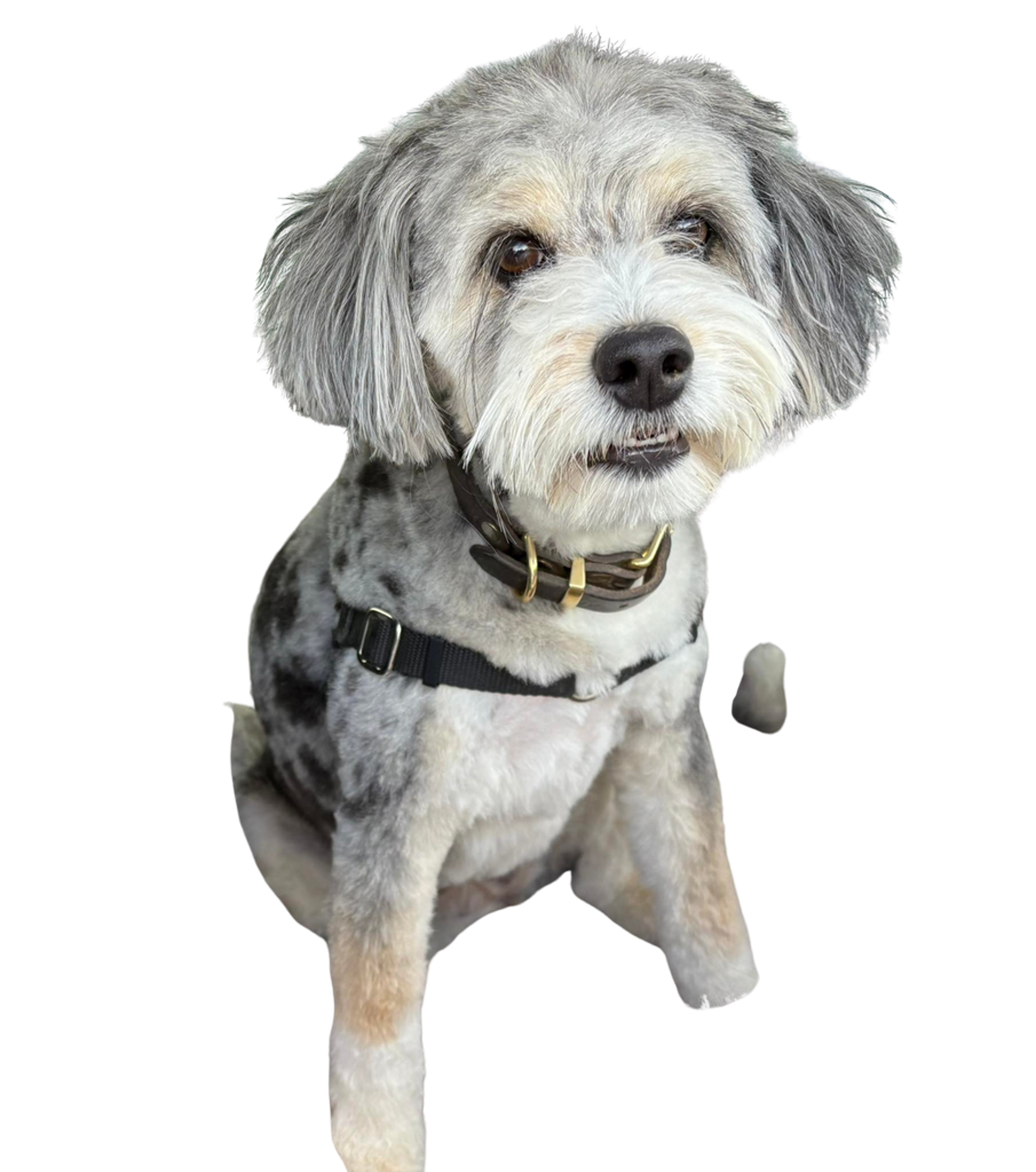 Maybelline, Chief Puppy Officer of RevaTerra.