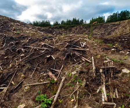 A landscape of a recently cleared or disturbed hillside with scattered logs and debris, under a cloudy sky.