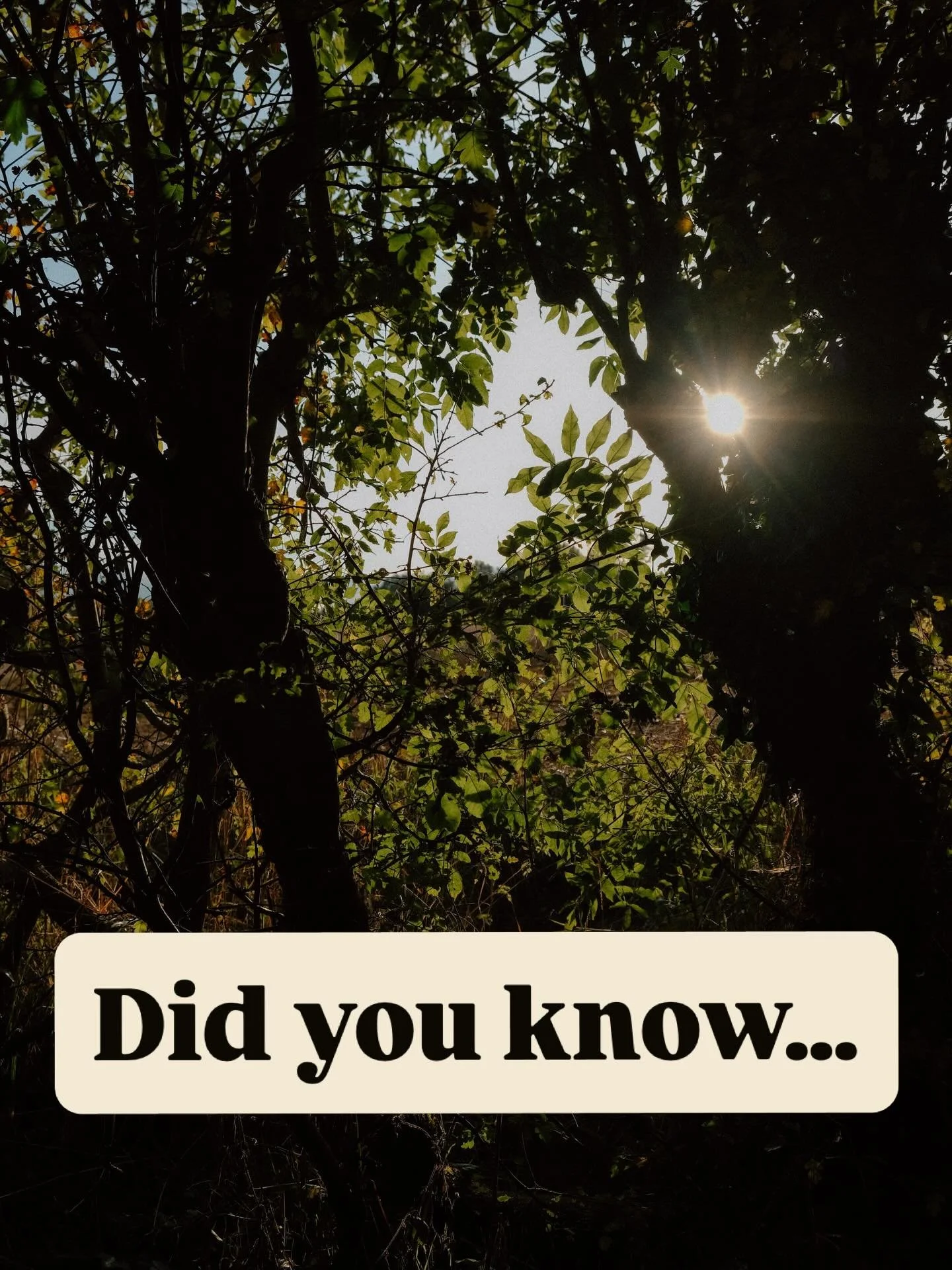 Did you know&hellip; 
Hypnosis has been used for many years for problem solving and to enhance performance ✨