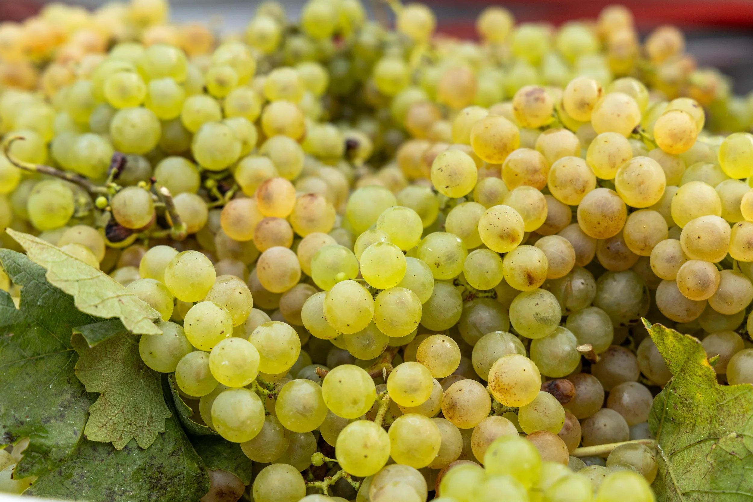 2023-9-30 Harvest Masterclass-003.jpg