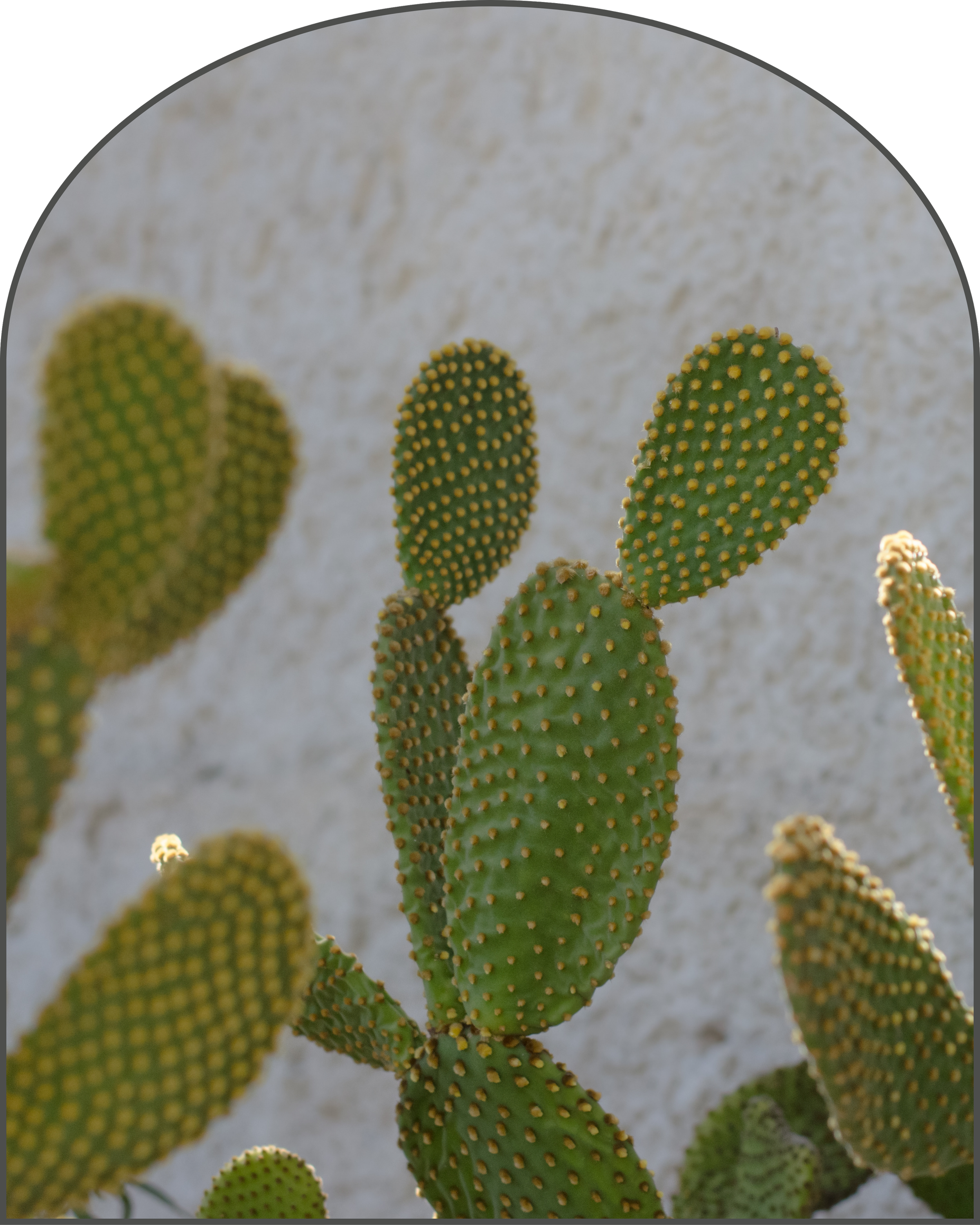 Close-up of green cactus pads with small yellow bumps against a light-colored textured background.