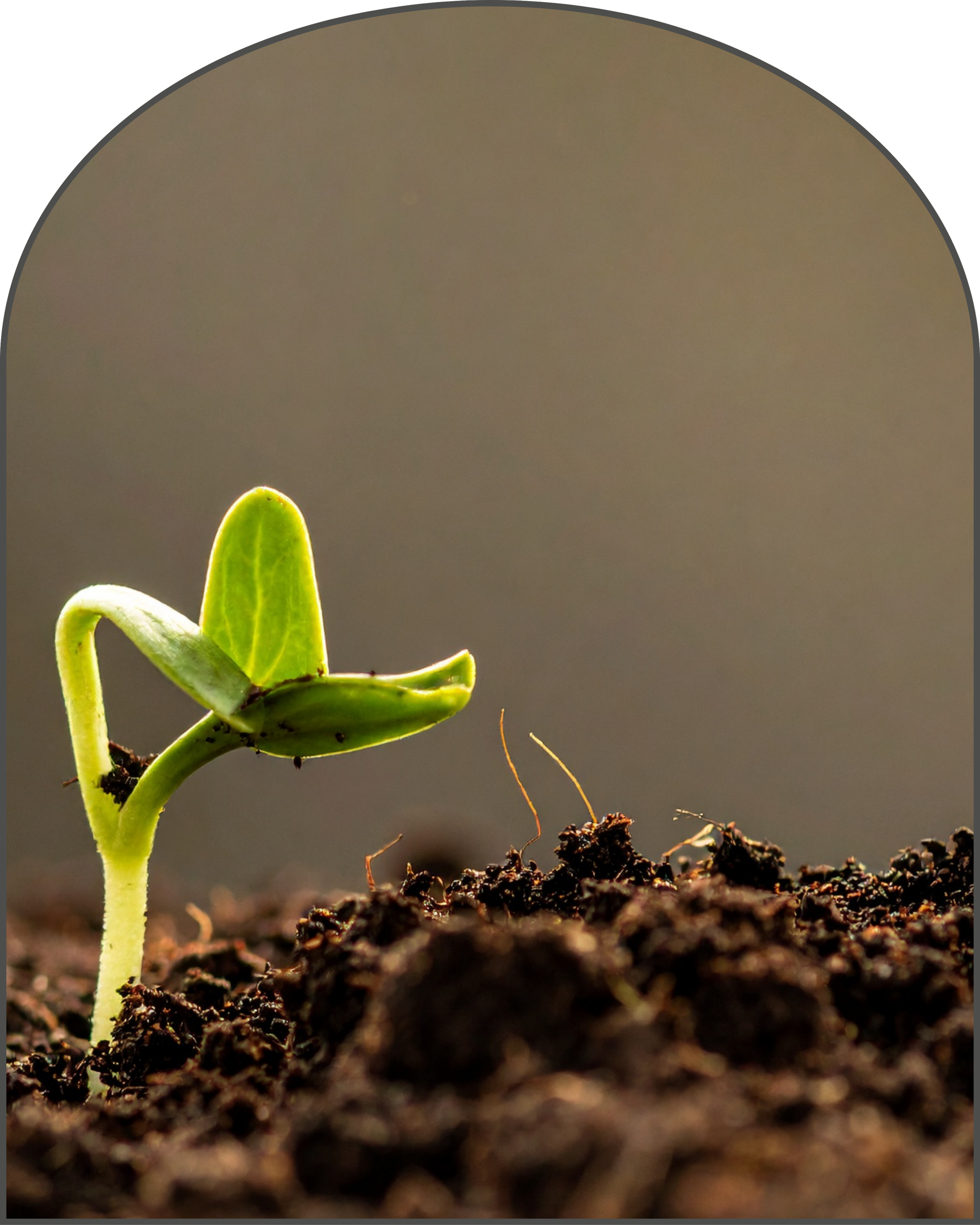 A young green plant sprouting from dark, rich soil with a blurred background.